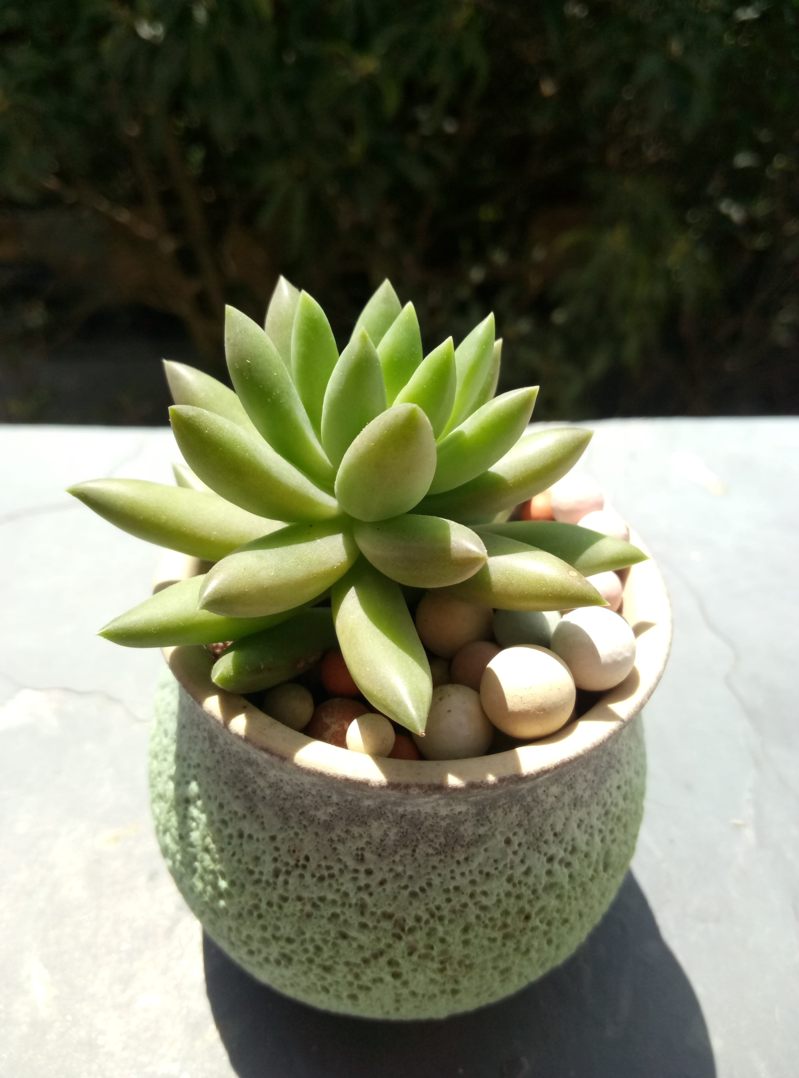 the fleshy, wellbeing, thousand buddha hand, day, focus on foreground, cactus, high angle view, green plants, no people, outdoors, potted plants, potted plant, Phone HD Wallpaper