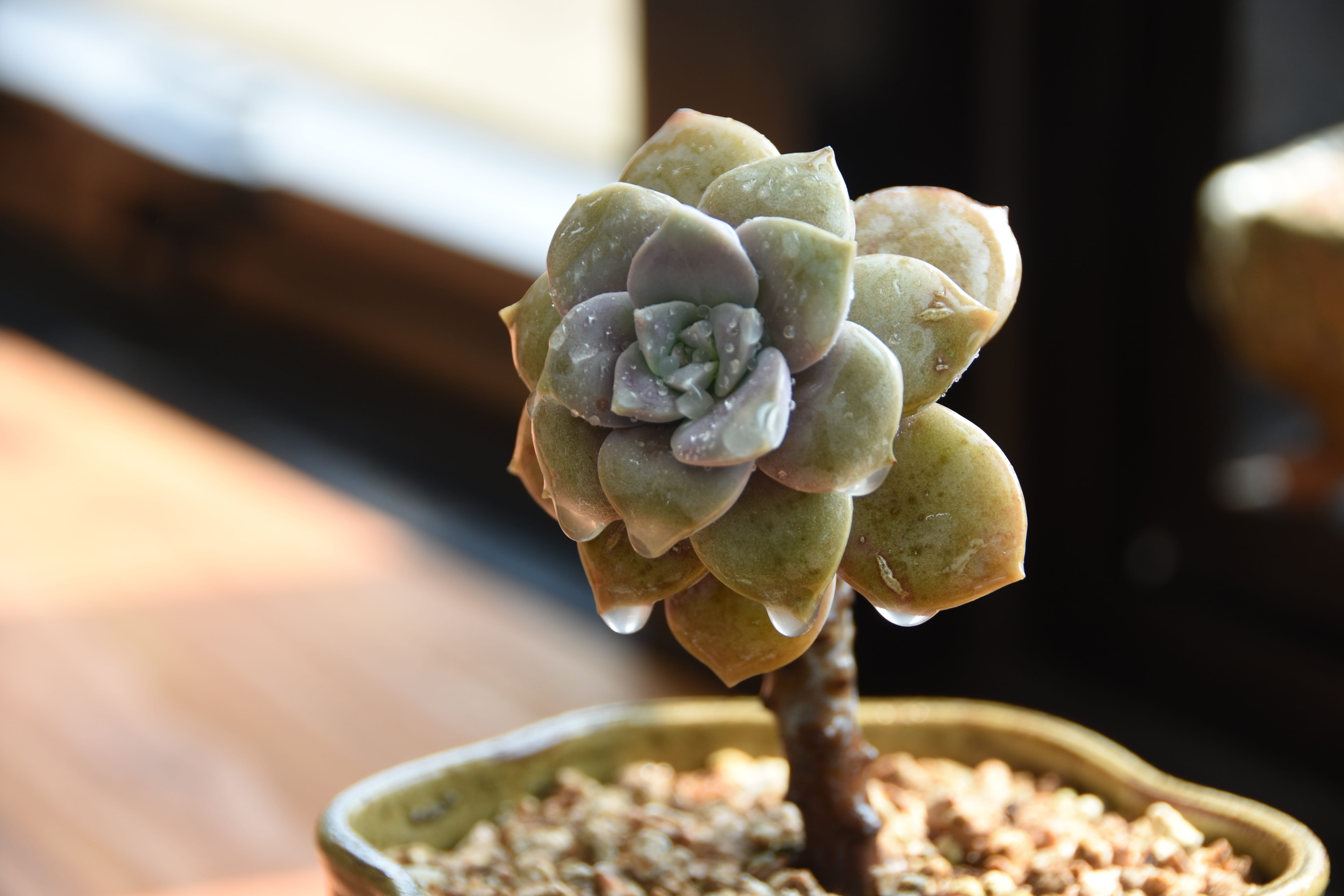 day, no people, spring, wood - material, beauty in nature, food and drink, vegetable, sunlight, a fleshy plant, indoors, plants, freshness, beautiful, food, HD Wallpaper