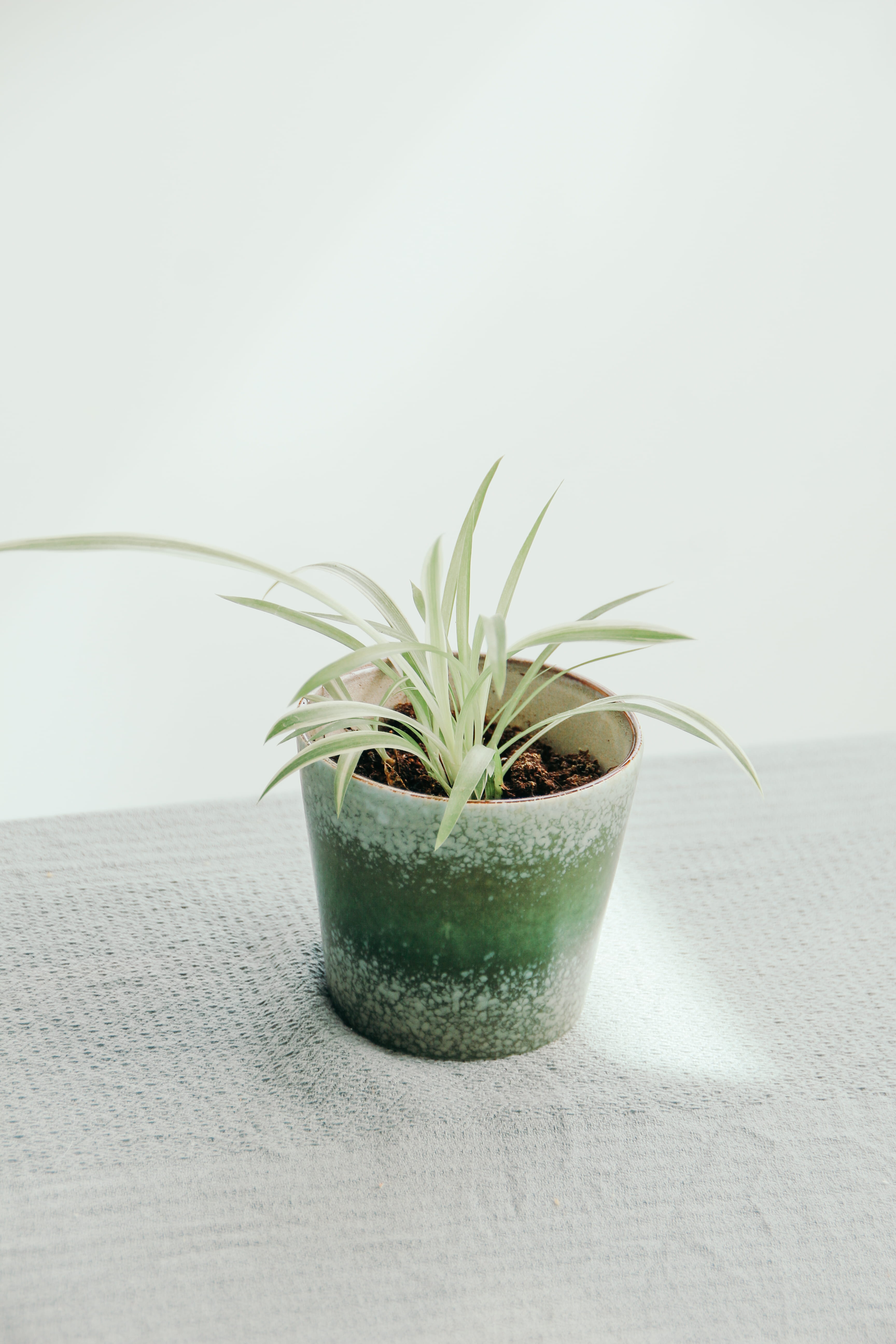 green living, no people, nature, spider, white, home decor, wellbeing, plastic, plant part, indoors, 5K, scandinavian, leafed, succulent plant, potted plant, Phone HD Wallpaper