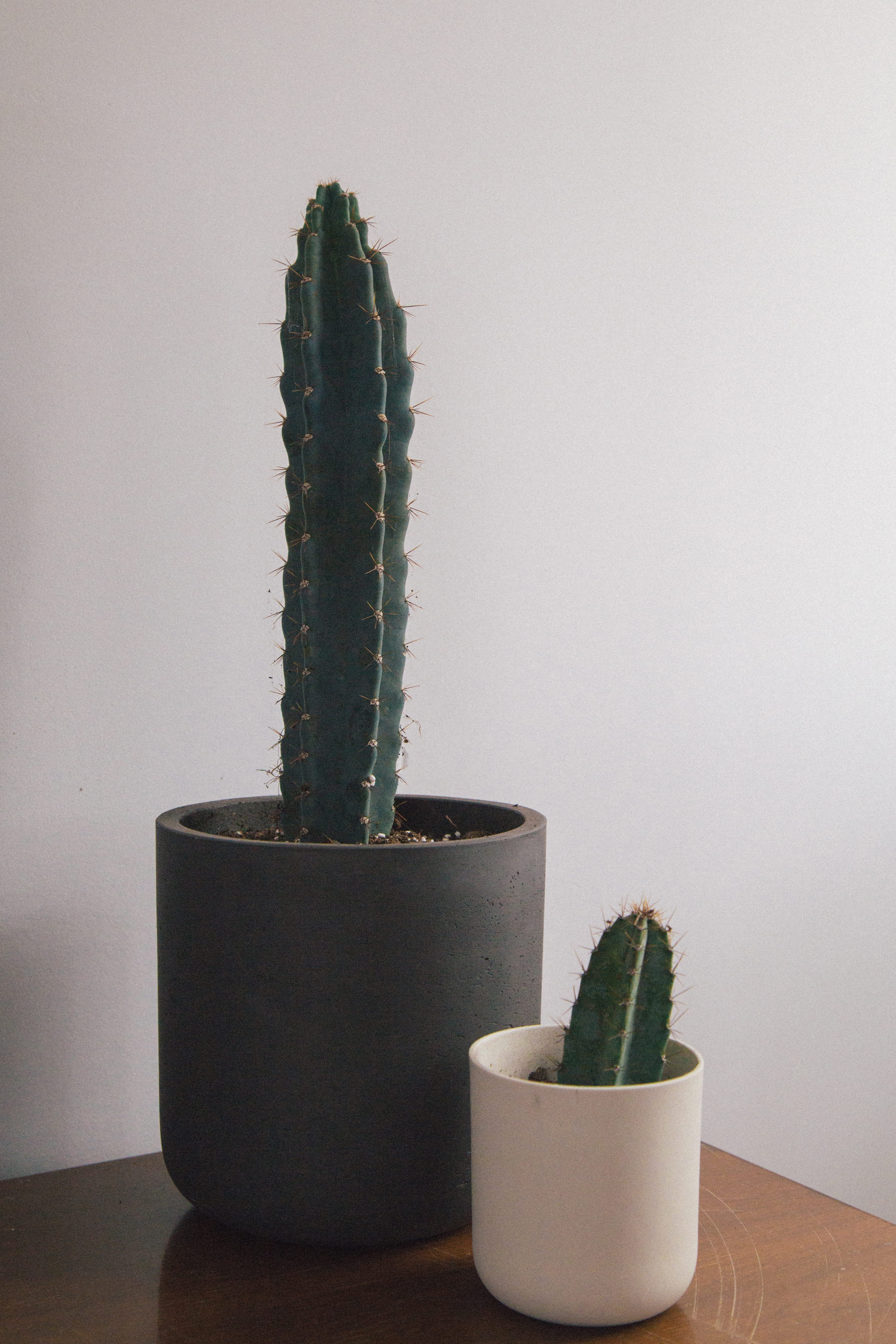 thorn, flower pot, indoors, close-up, cactus, jar, beauty in nature, interior decor, succulent plant, modern plant, cactus pot, vase, minimal, decor, growth, Phone HD Wallpaper