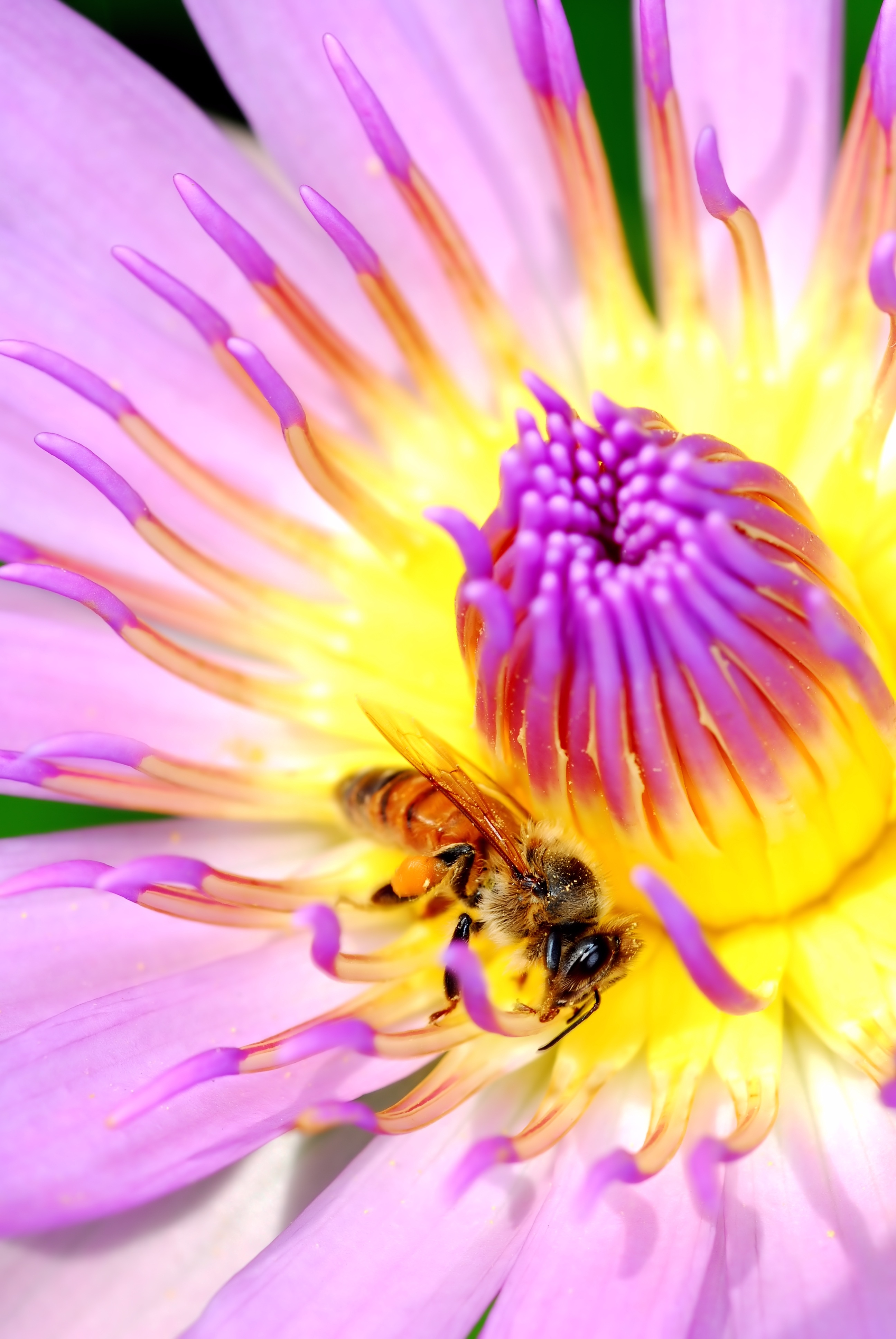 vulnerability, beauty in nature, animal themes, pollen, affix, close-up, animals in the wild, one animal, animal, petal, flowering plant, bee, insect, fragility, Phone HD Wallpaper