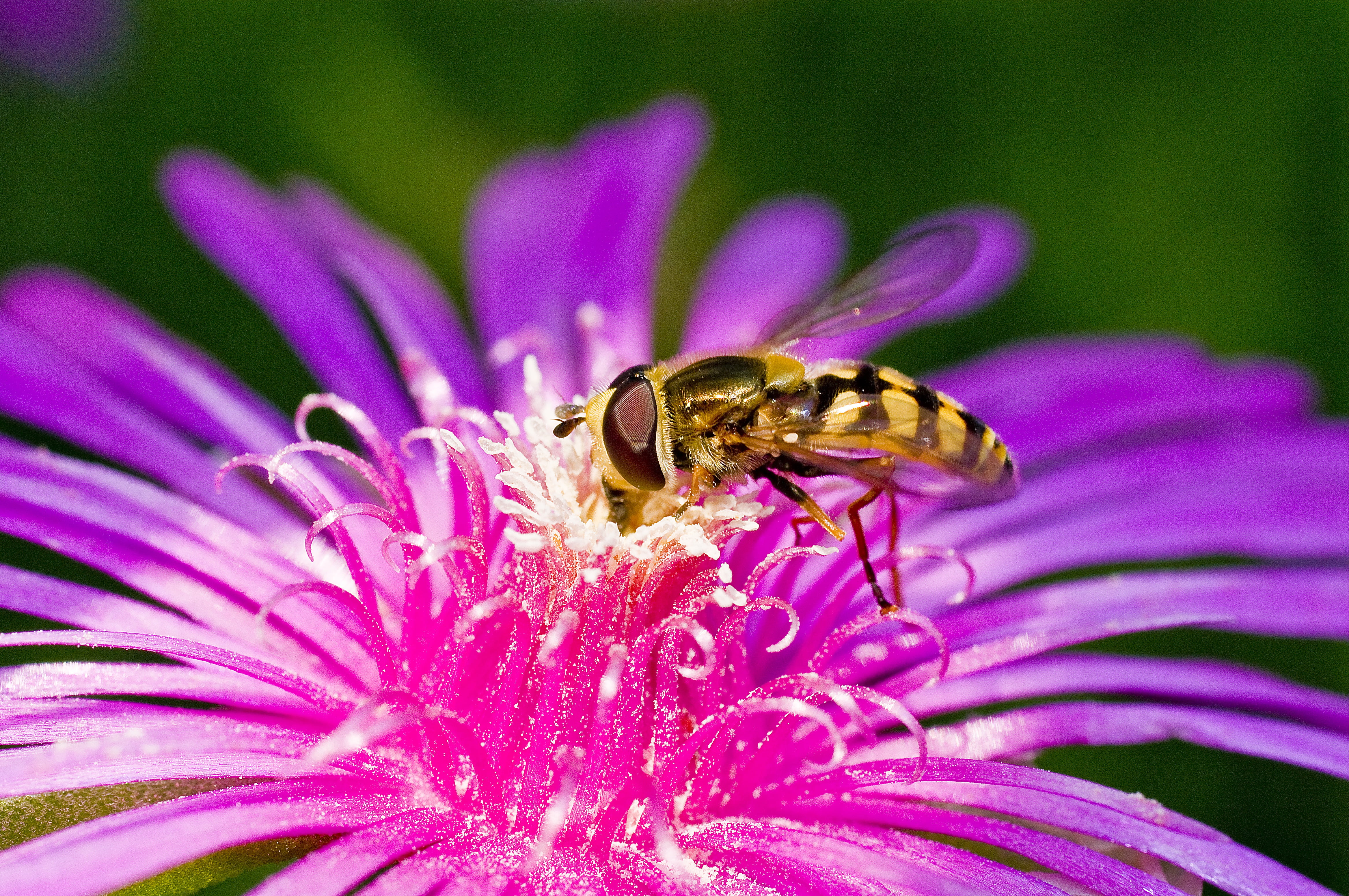 and so on and, vulnerability, purple, animal, no people, affix, close-up, animals in the wild, petal, bug, insects, one animal, plant, flowering plant, HD Wallpaper
