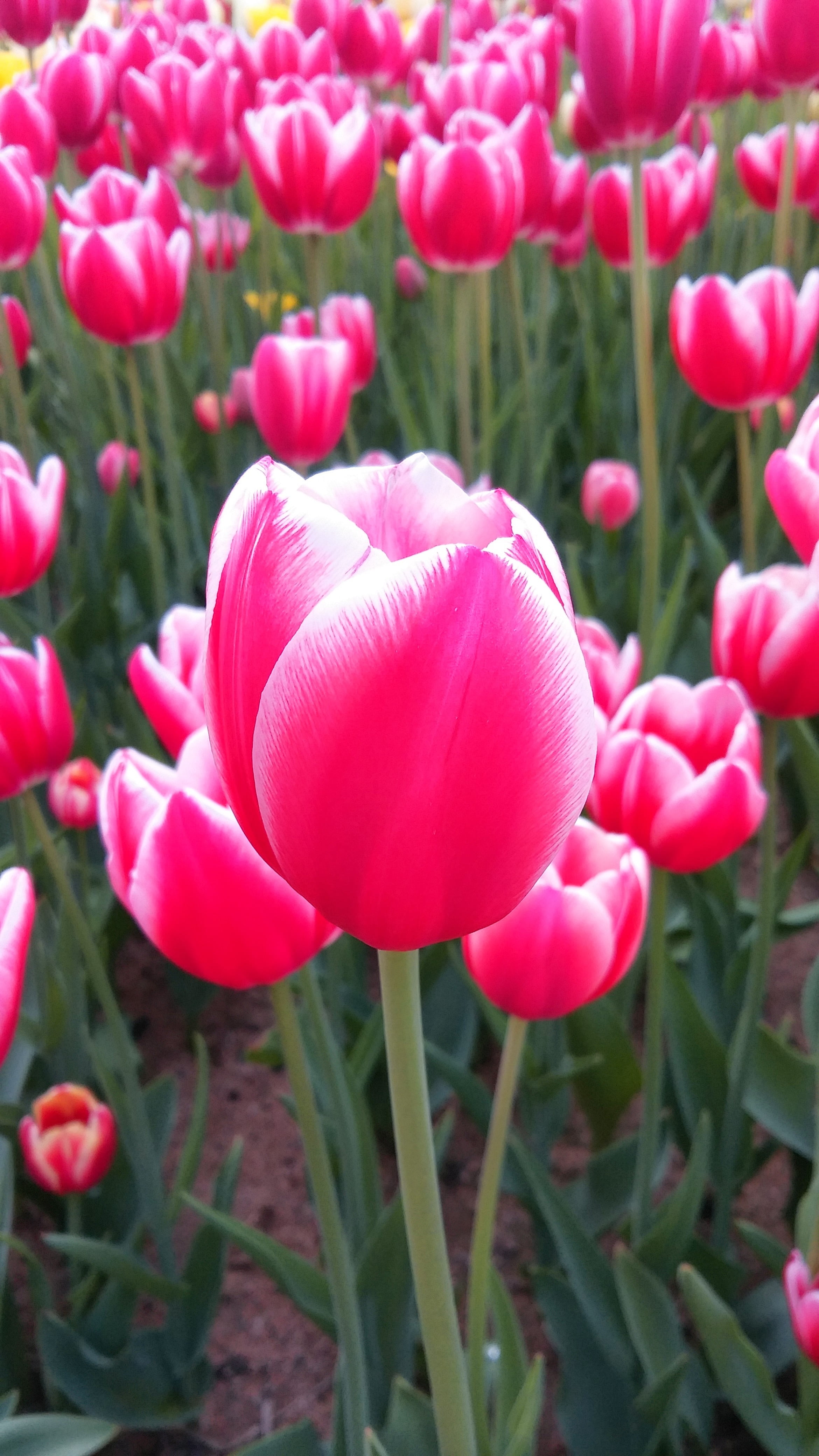 red, beauty in nature, affix, close-up, fragility, 4K, outdoors, plants, land, nature, springtime, tulip, petal, day, vulnerability, no people, pink color, Phone HD Wallpaper