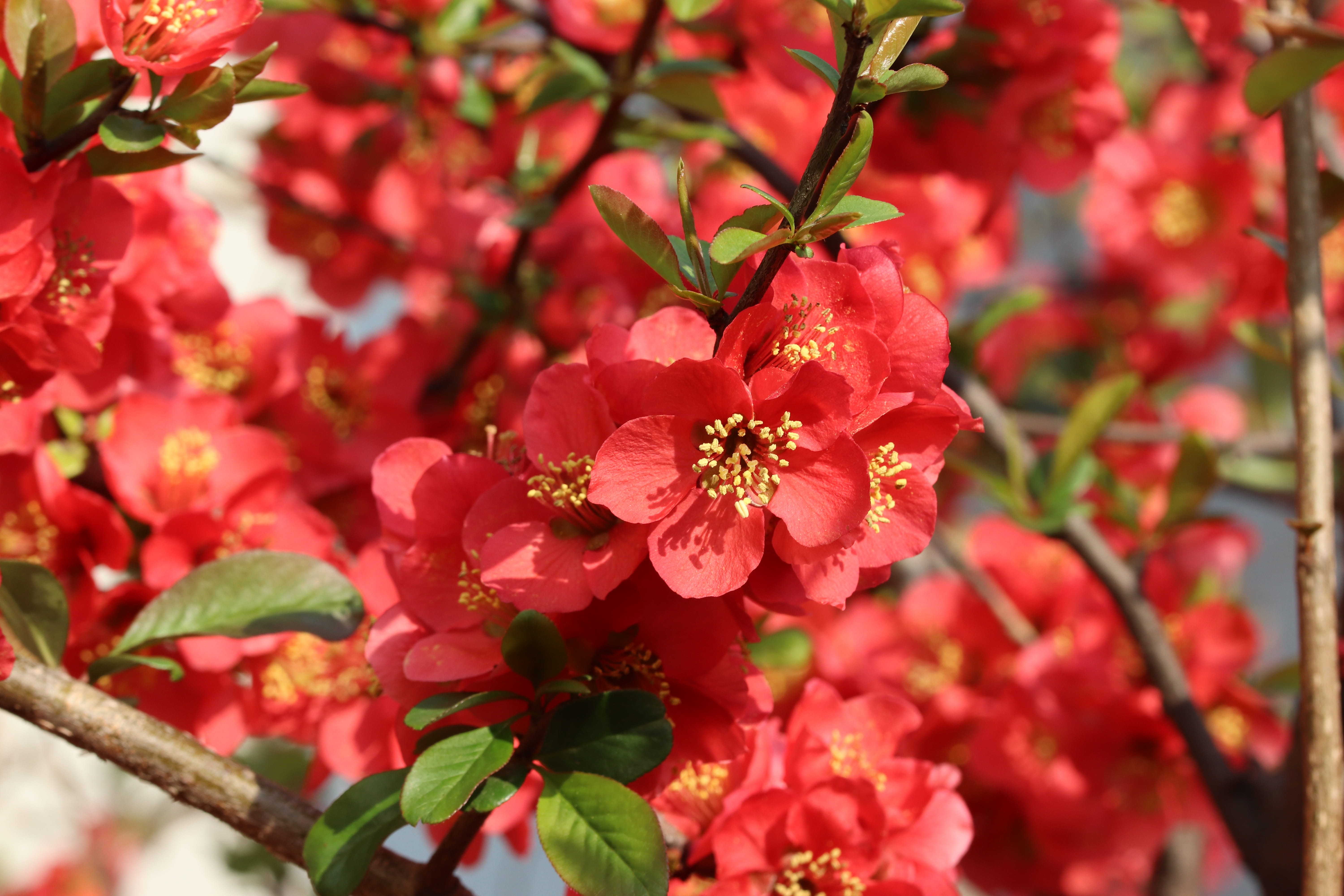 growth, flowering, day, plant part, freshness, vulnerability, springtime, blossom, flowers, spring flowers, beautiful, outdoors, inflorescence, flower head, HD Wallpaper