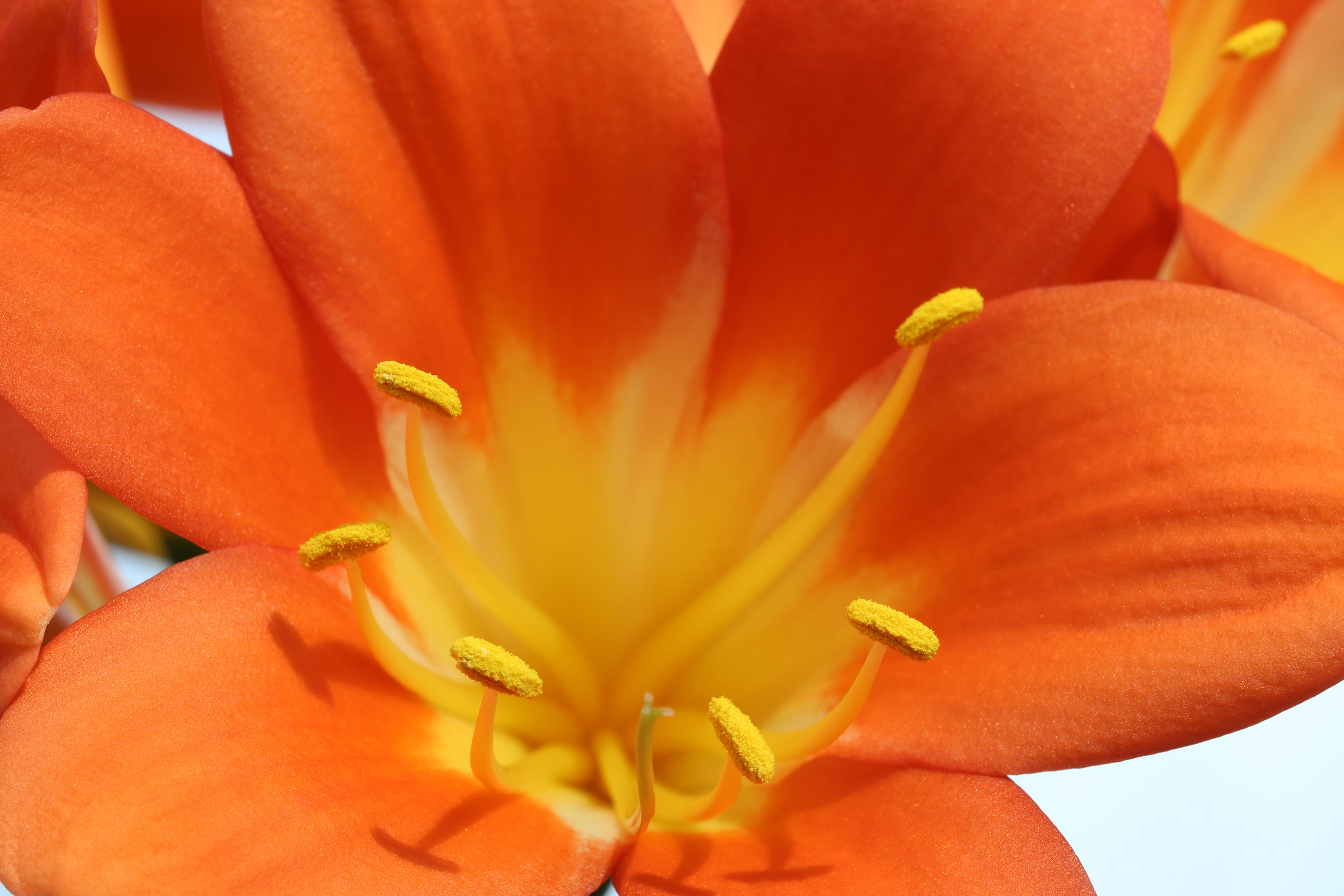 no people, spring, beauty in nature, orange, day, fragility, freshness, pollen, potted plant, season, plants, flower, garden, blossom, beautiful, stamen, HD Wallpaper