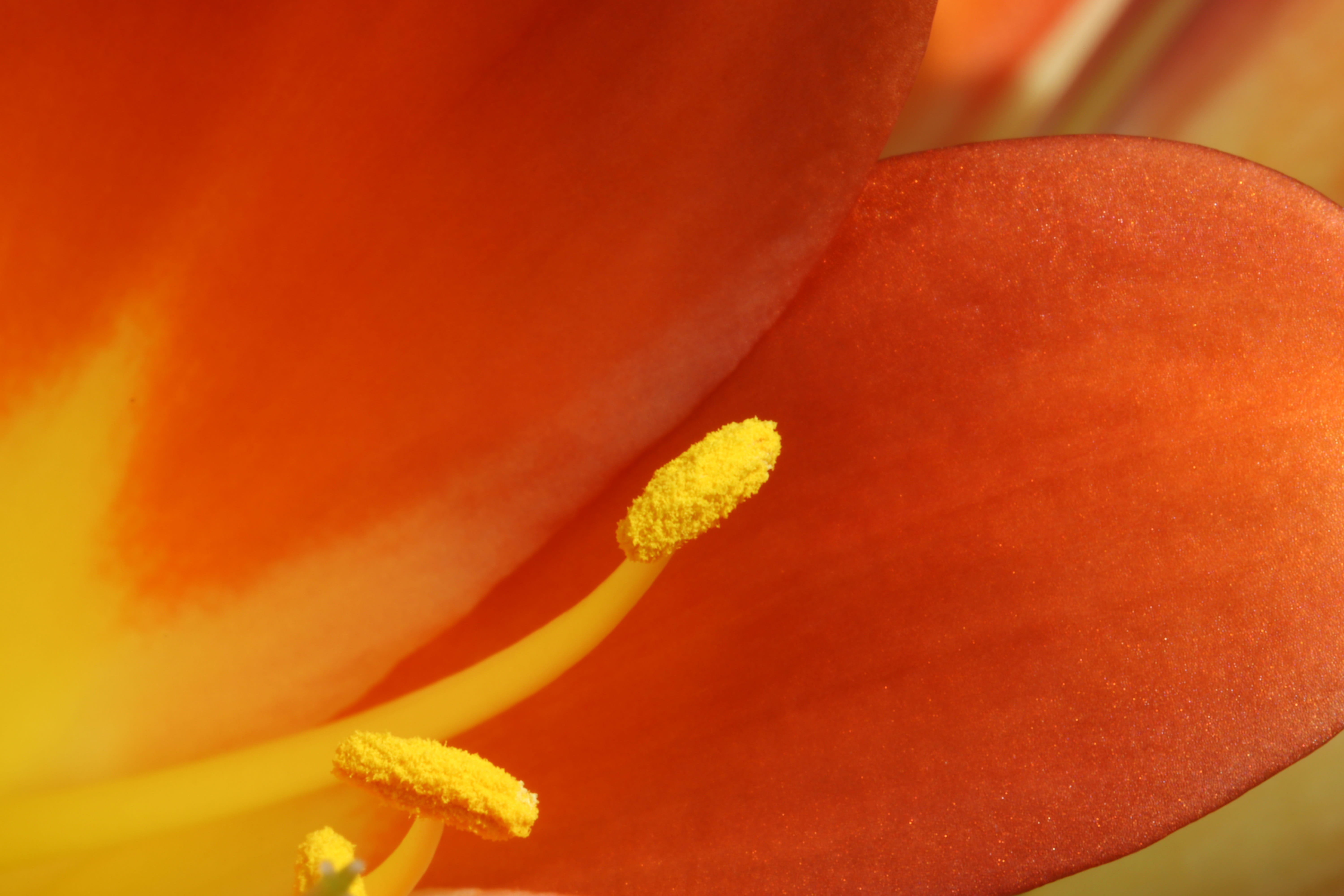 garden, 5K, flowering, pollen, close-up, freshness, no people, plants, season, ripe, plant, spring, inflorescence, spring flowers, growth, softness, flower, HD Wallpaper