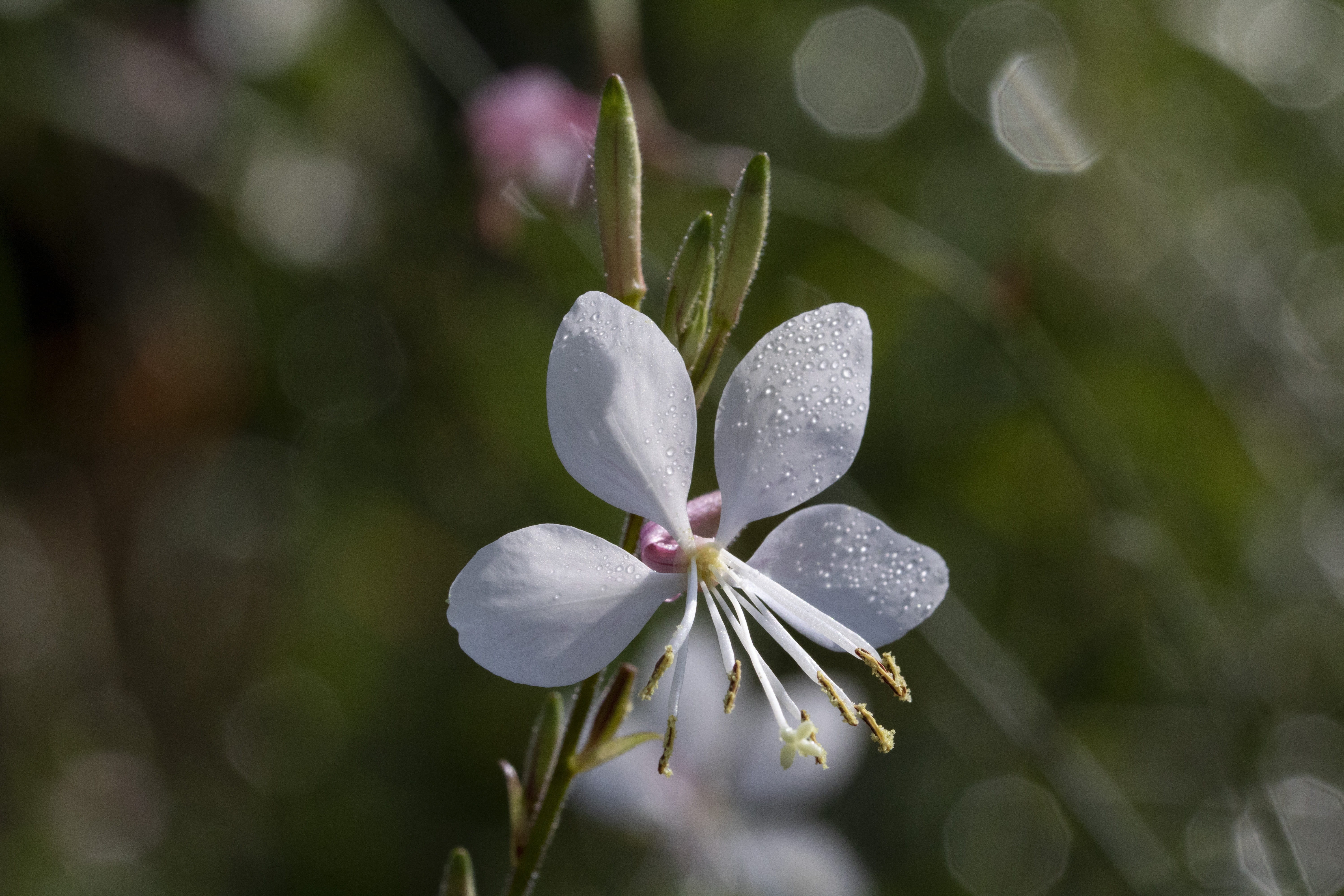 wet, inflorescence, day, petal, plants, growth, beauty in nature, nature, blossom, outdoors, close-up, no people, vivid, freshness, focus on foreground, HD Wallpaper