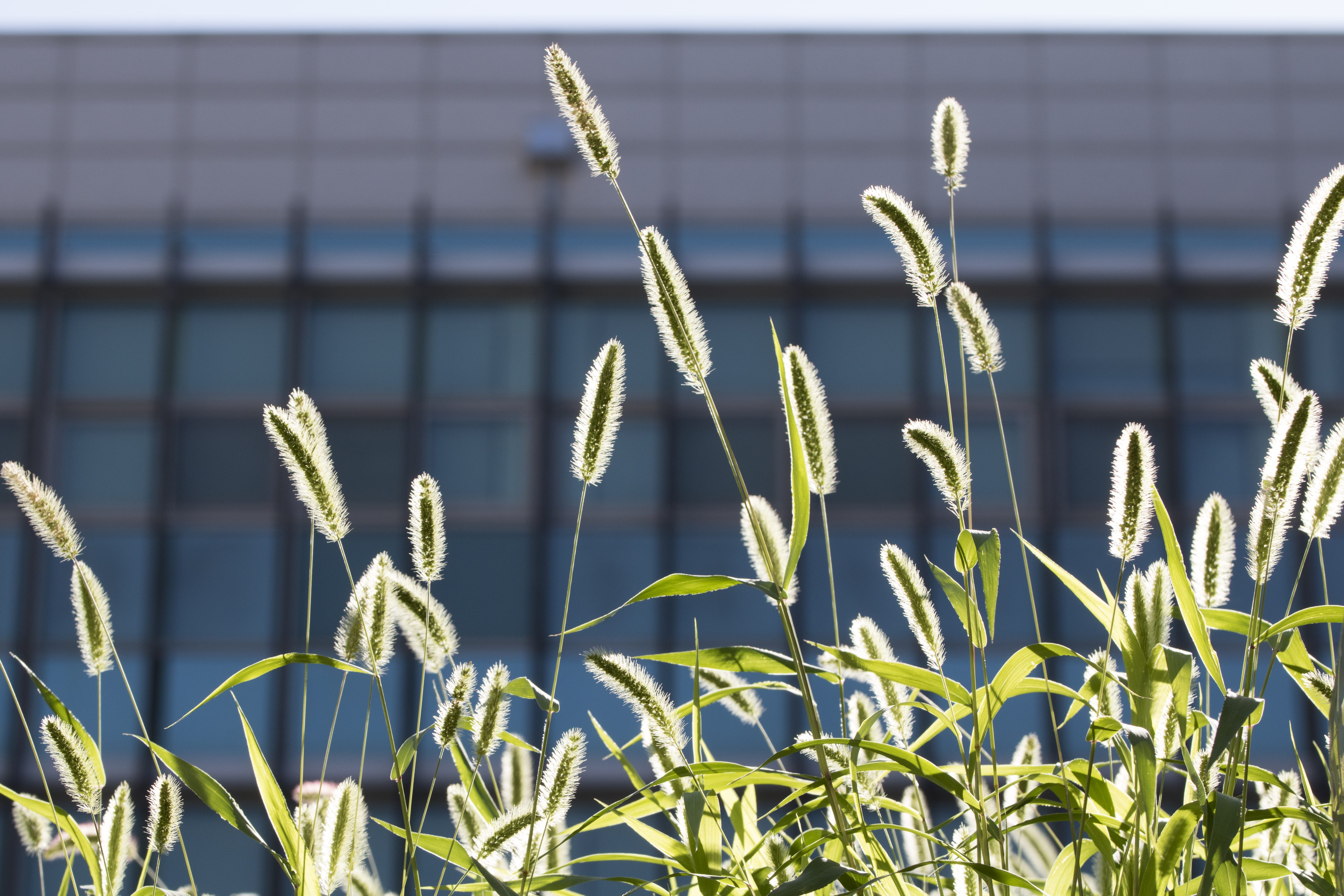 plants, foxtail, nature, plant, plant stem, close-up, agriculture, growth, selective focus, makro, green color, outdoors, no people, 5K, built structure, HD Wallpaper