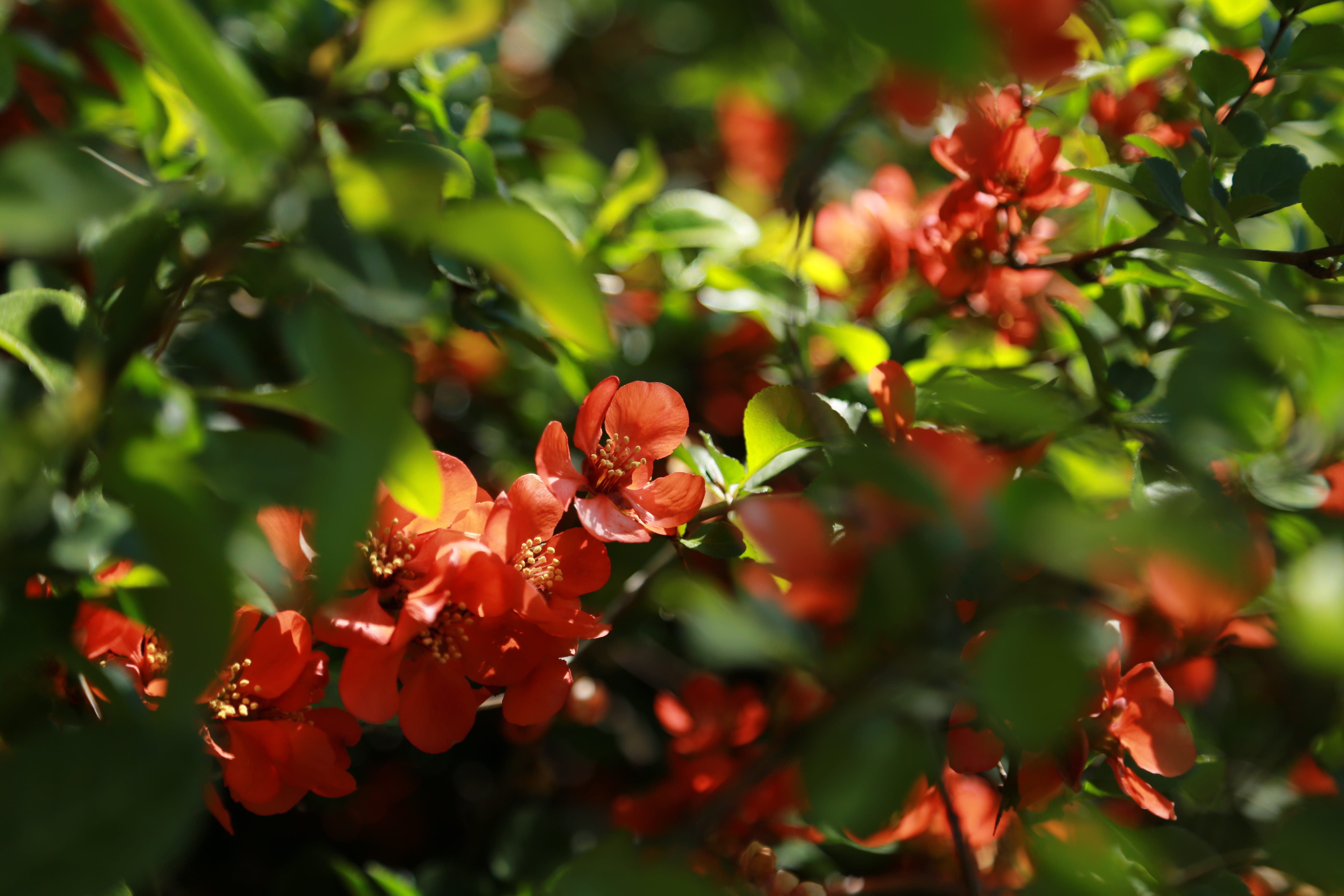 new york, outdoors, vivid, pollen, red, close-up, flower garden, beauty in nature, flower horn, petal, flowering, plant, bud, park, selective focus, spring, HD Wallpaper