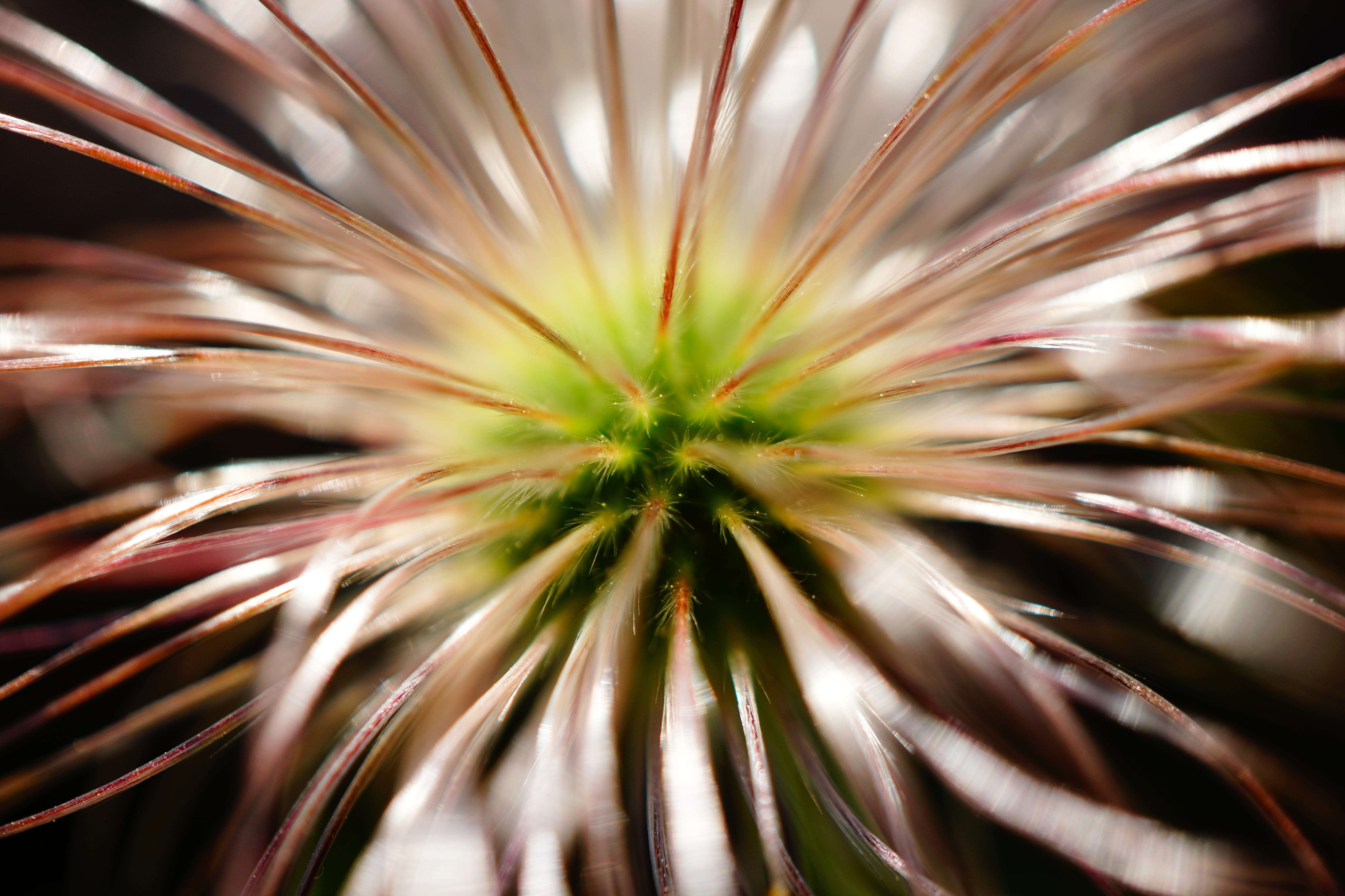 backgrounds, plant part, 5K, flowering plant, growth, leaf, full frame, affix, exploding, extreme close-up, abstract backgrounds, makro, freshness, beauty in nature, HD Wallpaper
