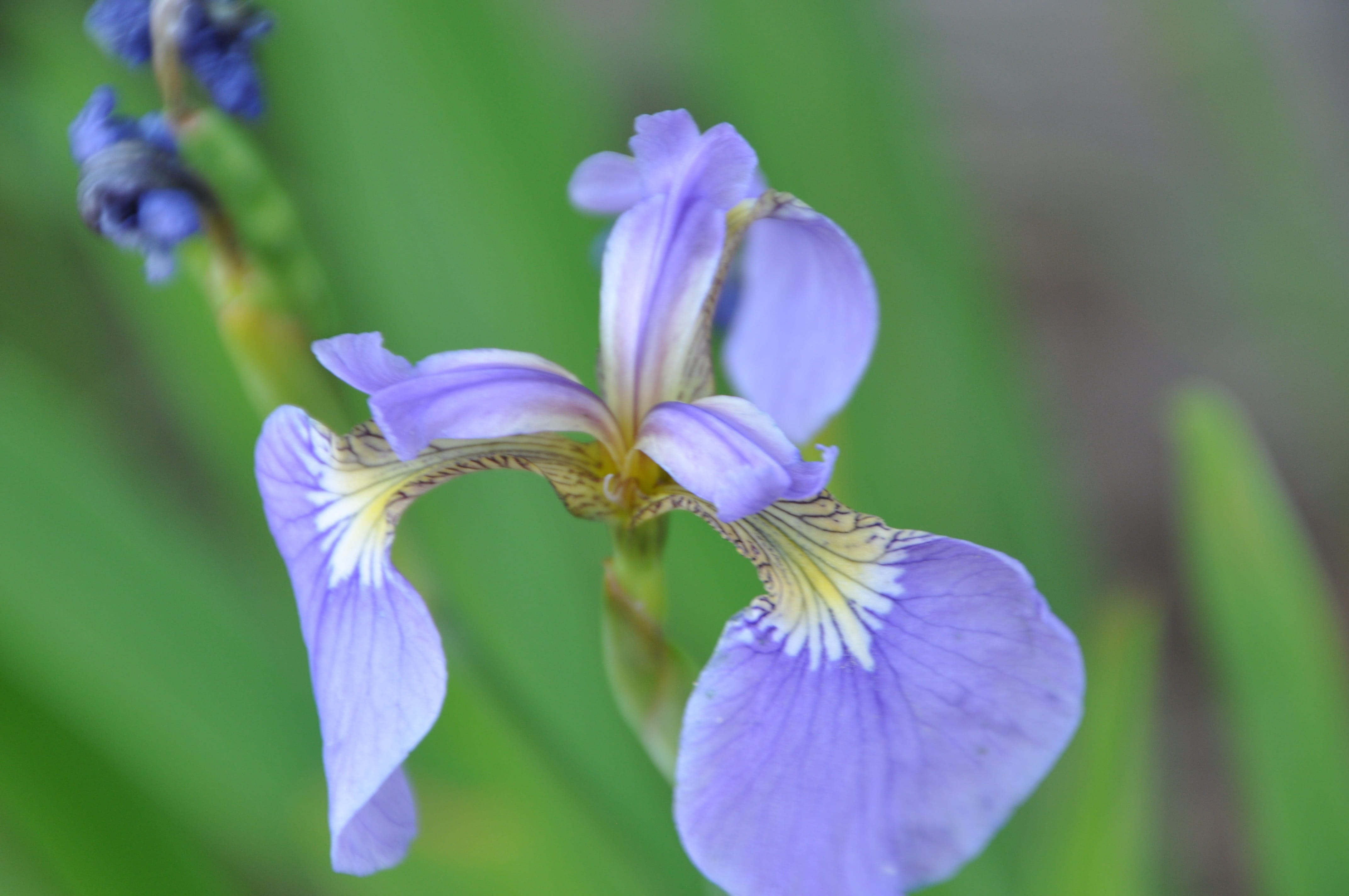 petal, day, fragility, outdoors, purple, growth, close-up, iris - plant, flowering plant, plant, Flowers, freshness, nature, flower, Affix, focus on foreground, HD Wallpaper