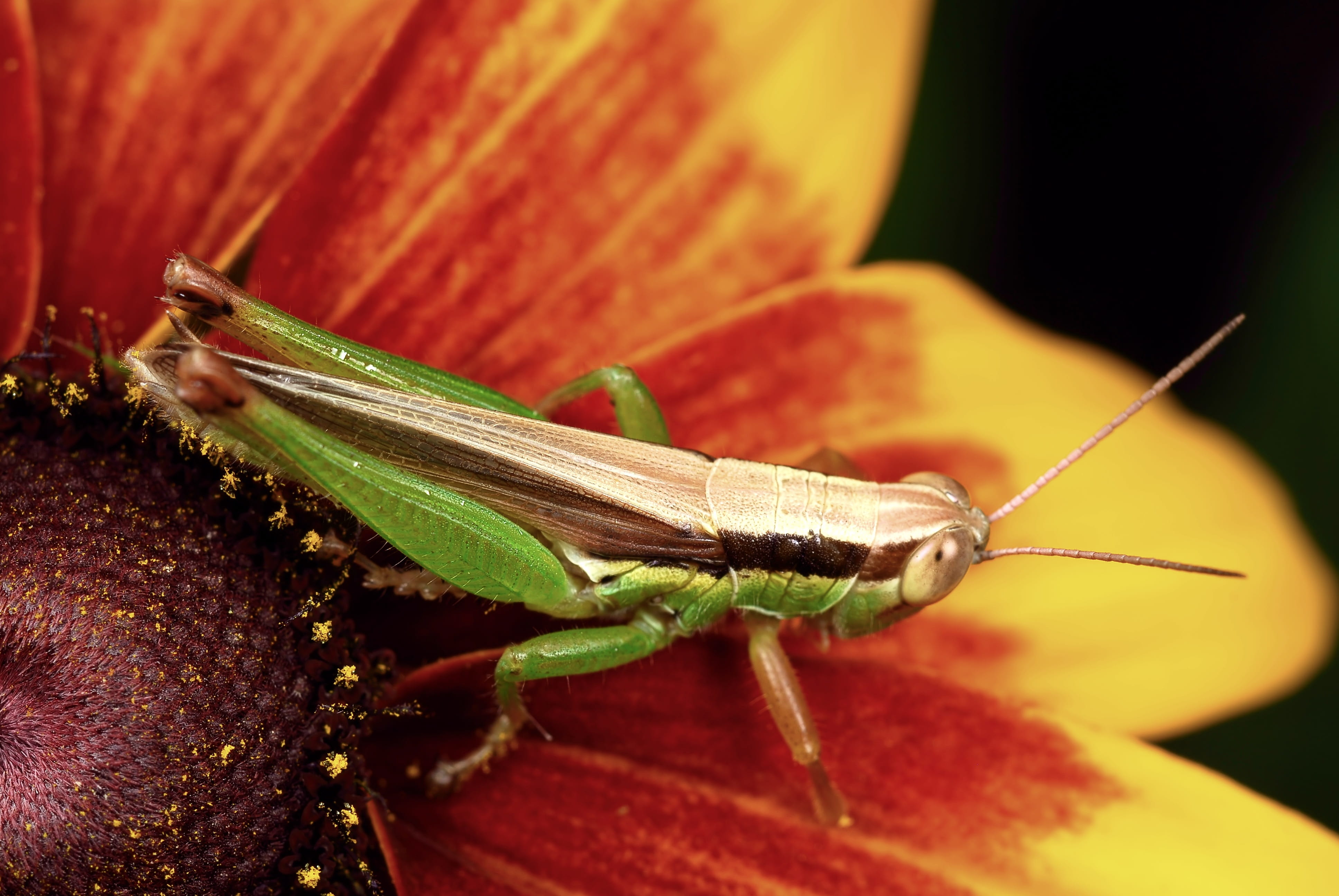 4K, grasshopper, close-up, affix, plant part, flowers, animal antenna, one animal, animals in the wild, invertebrate, focus on foreground, animal themes, HD Wallpaper