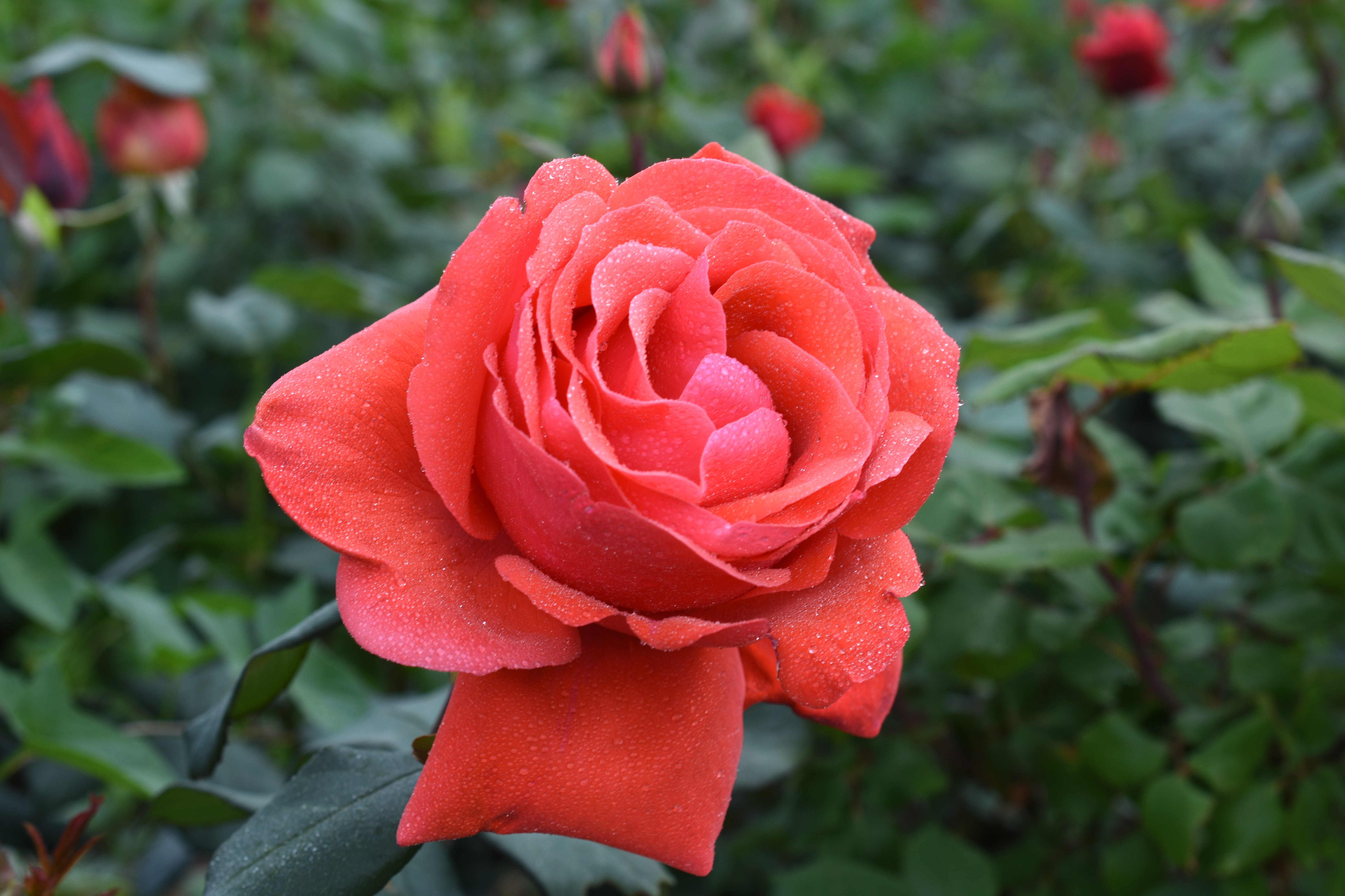 flower Head, Trickle, plant part, rose - Flower, inflorescence, petal, red, leaf, growth, day, nature, rose, close-up, 5K, flowering plant, outdoors, fragility, HD Wallpaper
