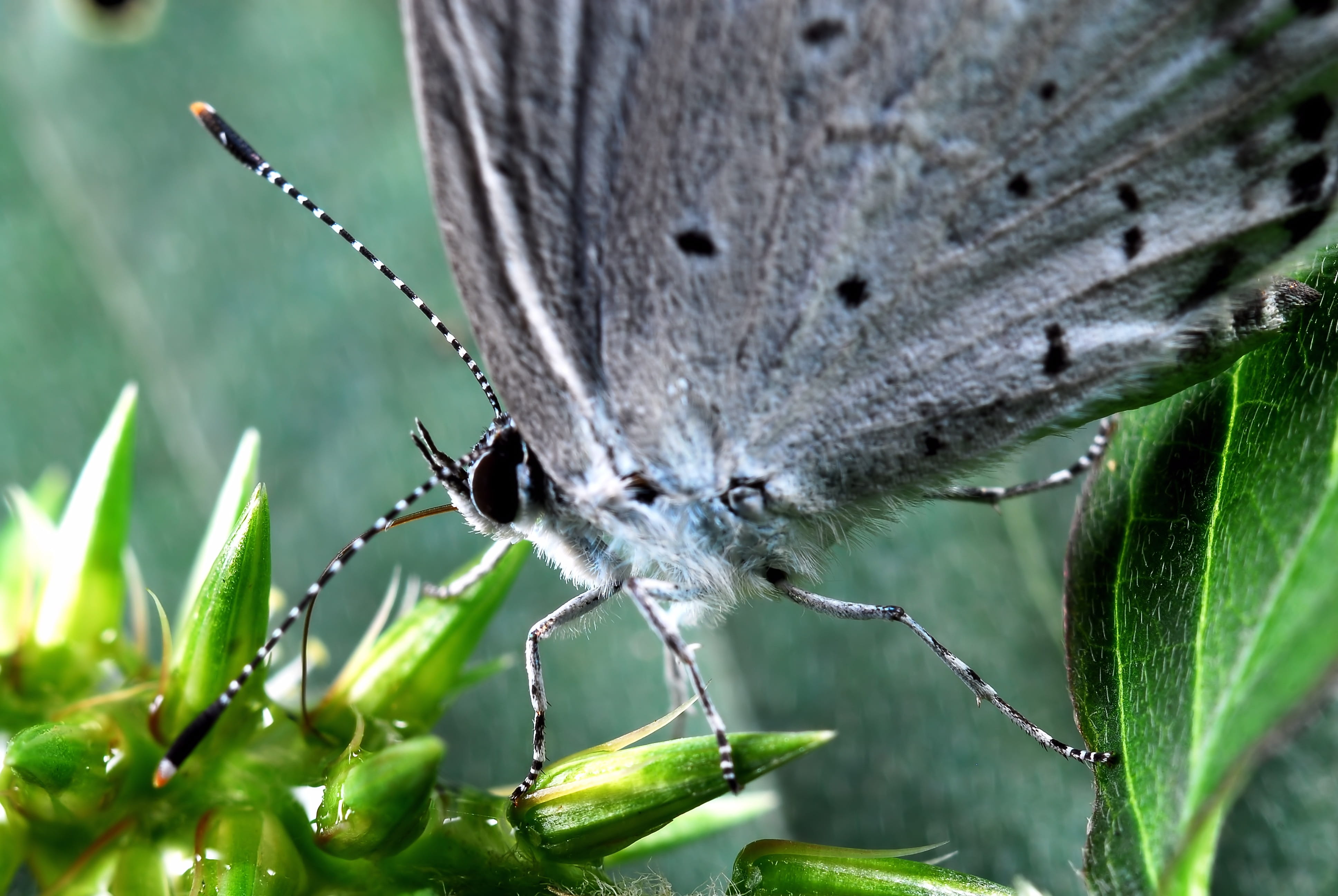 animal themes, close-up, selective focus, animals in the wild, insect, Flowers, 4K, Macro, growth, animal, nature, beauty in nature, animal wildlife, animal wing, HD Wallpaper