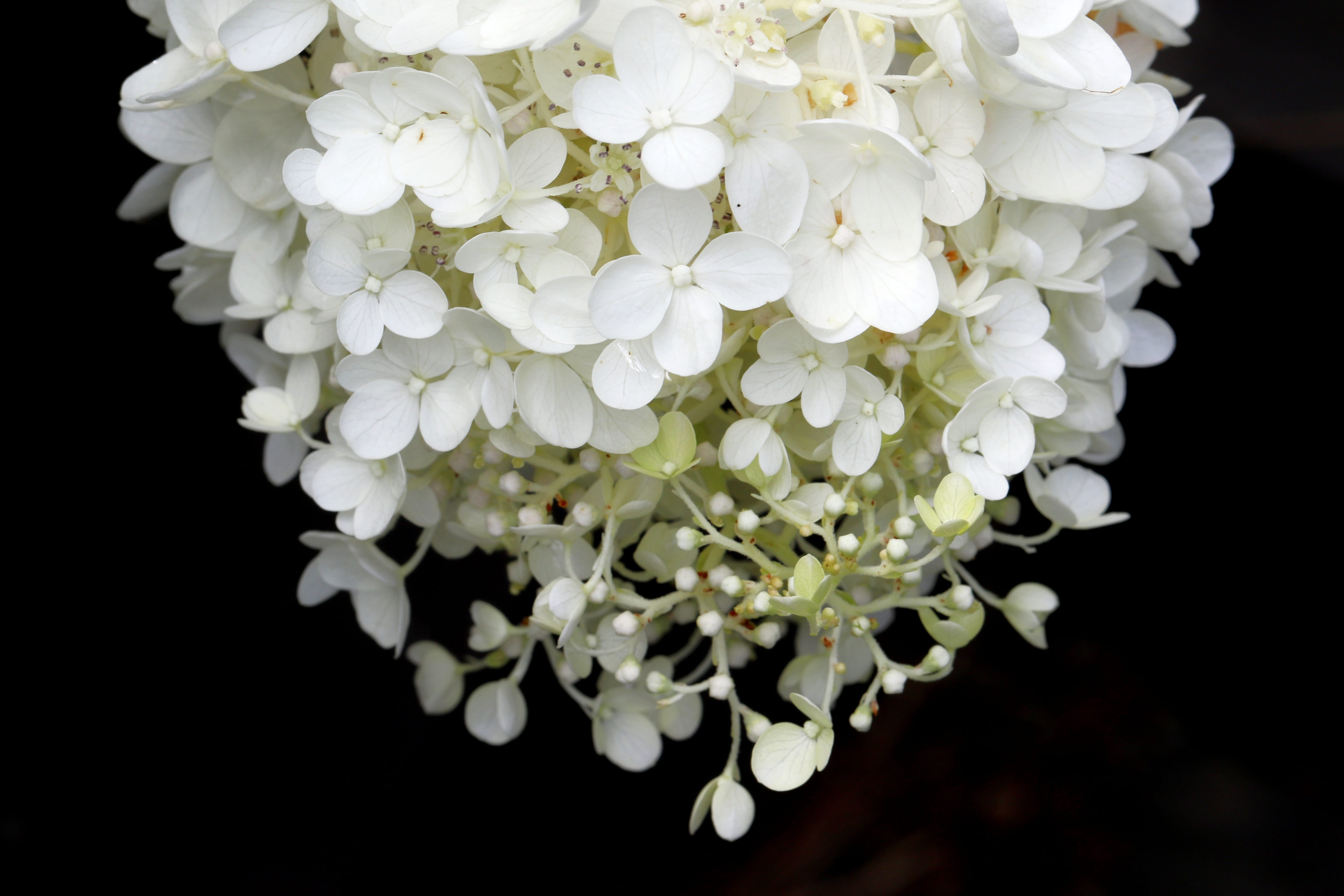 night, close-up, macro, affix, fragility, purity, studio shot, petal, freshness, inflorescence, black Background, bouquet, indoors, 5K, flower head, vulnerability, HD Wallpaper
