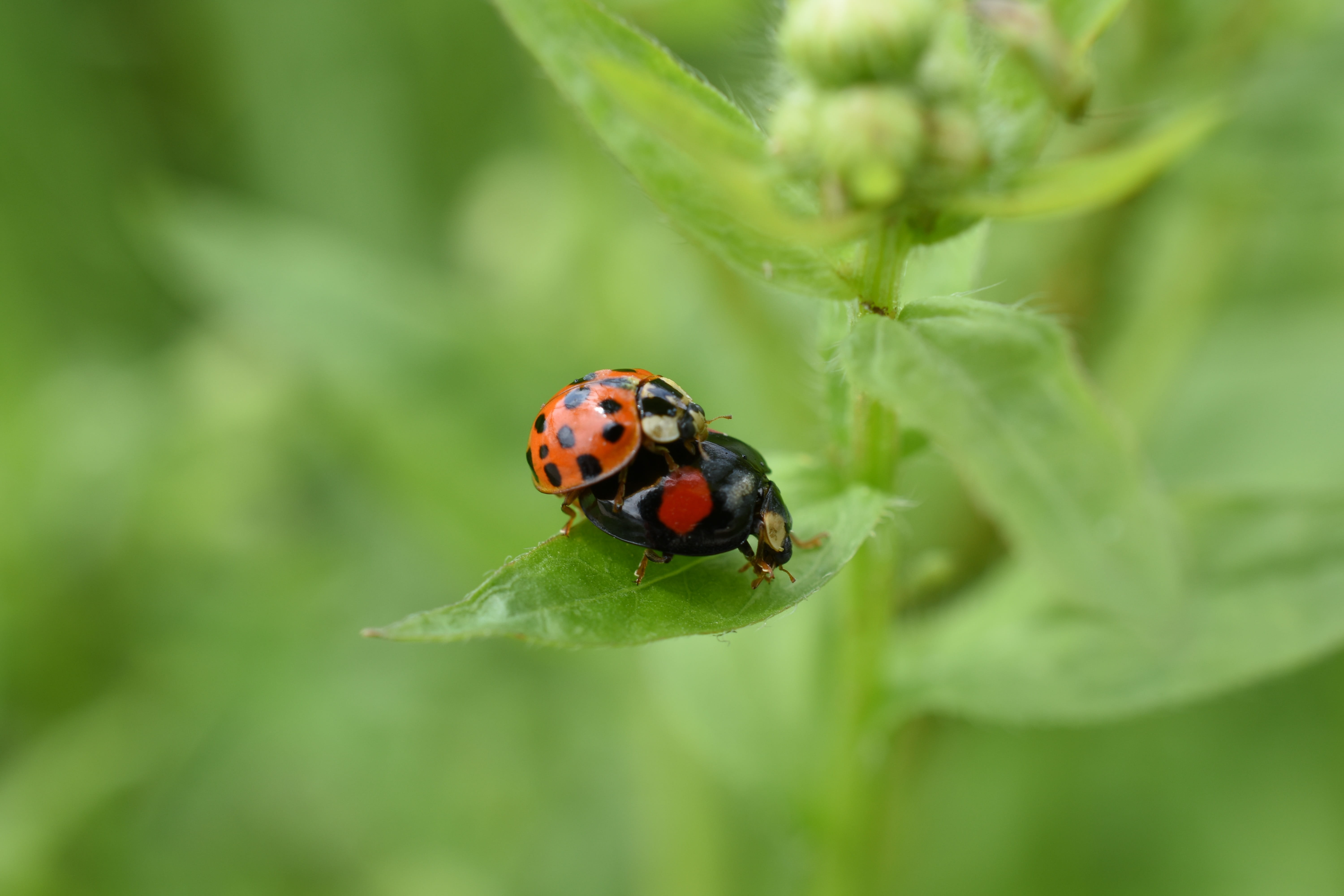 animal themes, focus on foreground, hangang park, animals in the wild, beetle, plant part, no people, close-up, one animal, selective focus, animal, insect, HD Wallpaper