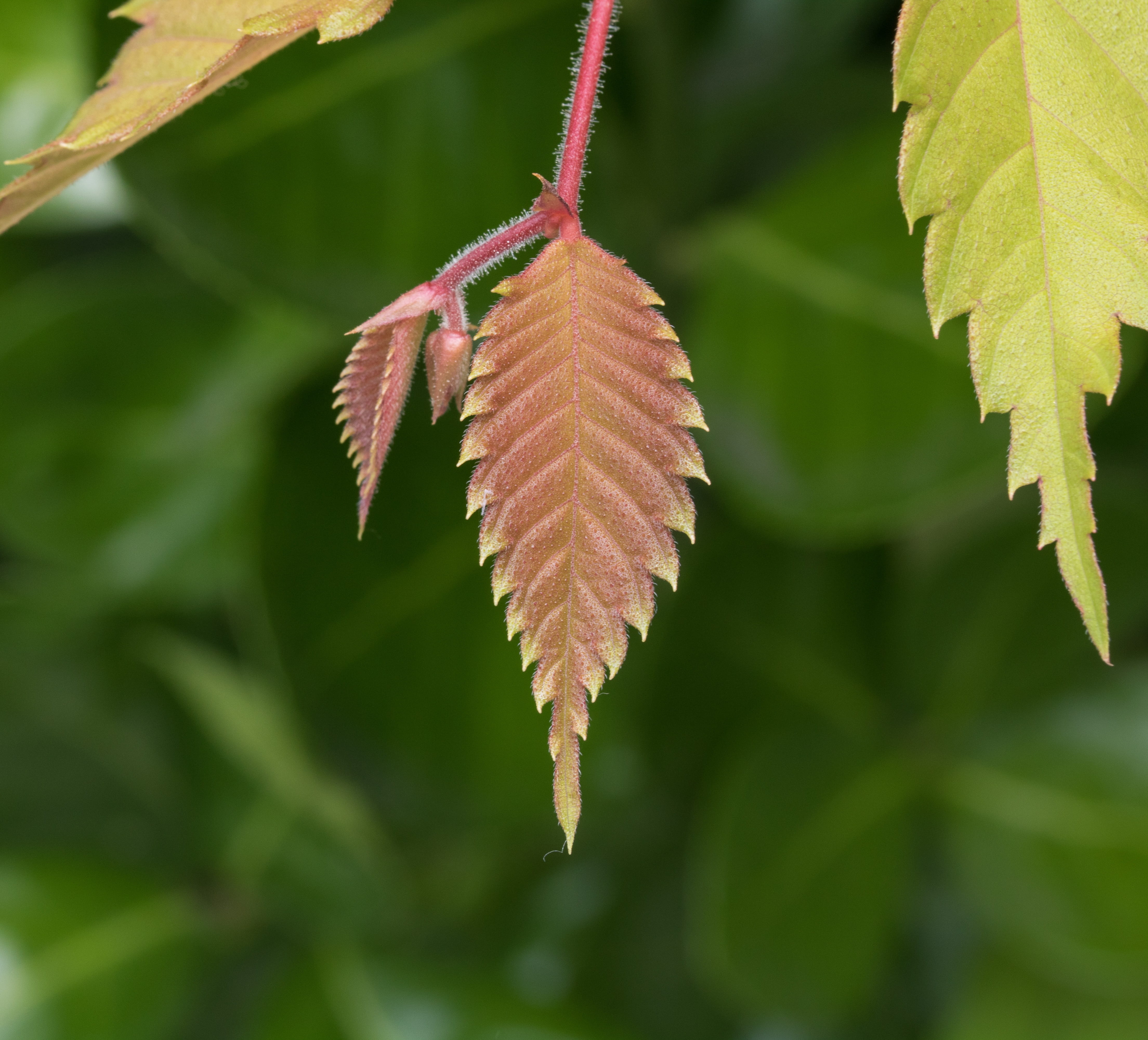 no people, day, plant, growth, branch, fragility, change, spring, fresh medium, abstract, tree, bud, wood, the leaves, life, state of the union, focus on foreground, HD Wallpaper