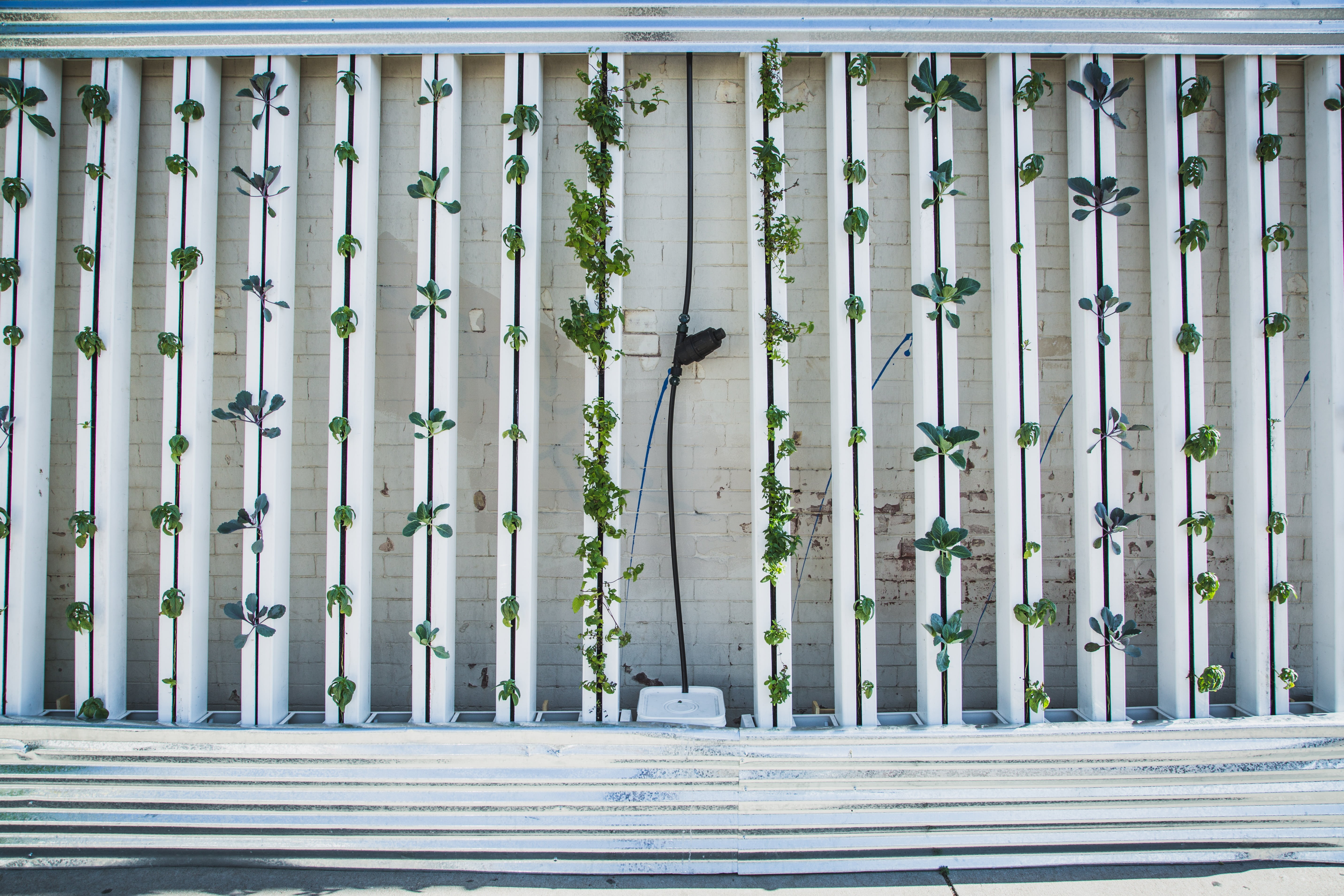 no people, built structure, hydroponics, lettuce, plant, vertical garden, white, sunlight, growth, side by side, land, wall, frame, nature, vertical farm, HD Wallpaper
