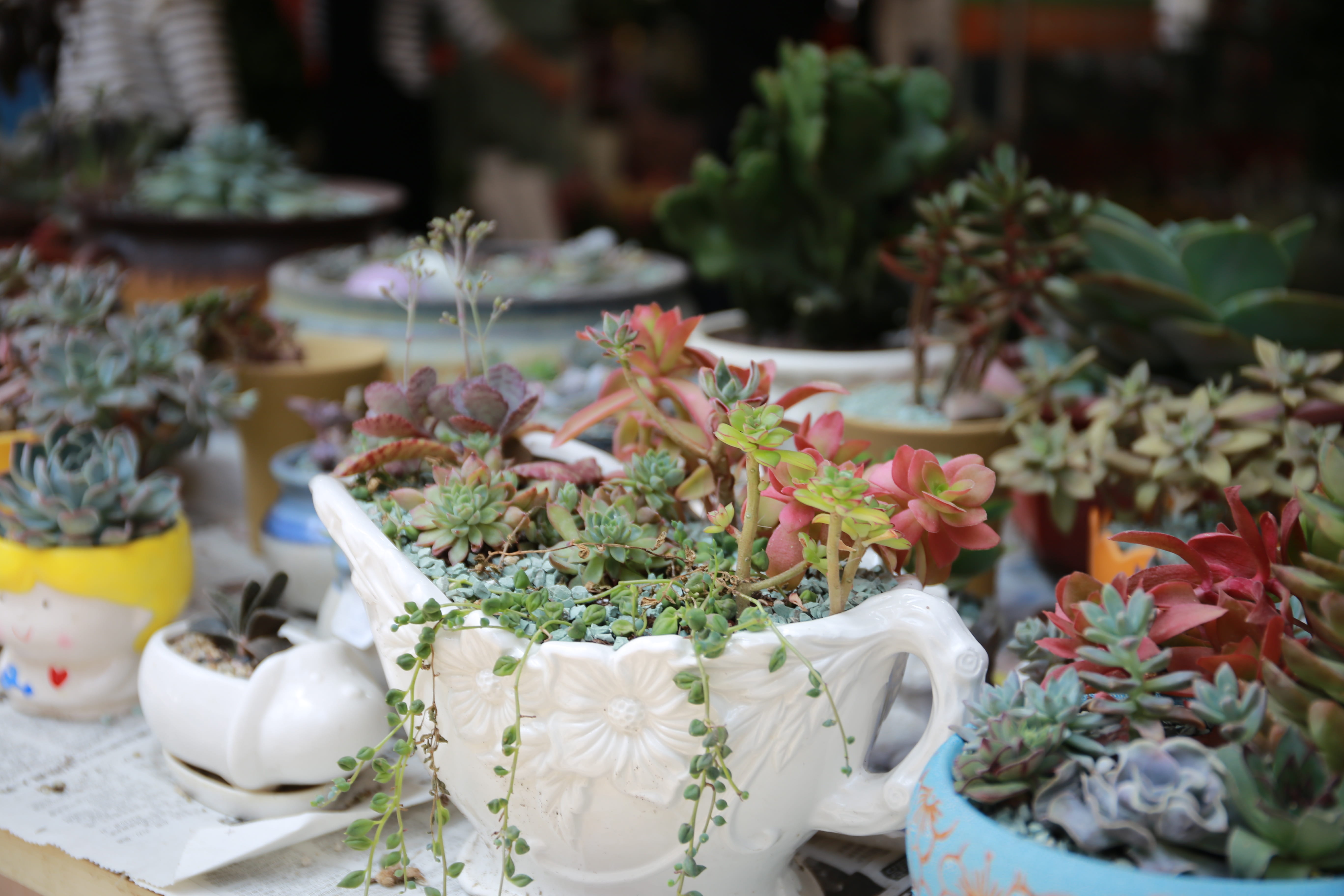 nature, selective focus, market, day, indoors, 5K, flower, the fleshy, table, growth, business, retail display, plant, potted plant, no people, flower arrangement, HD Wallpaper