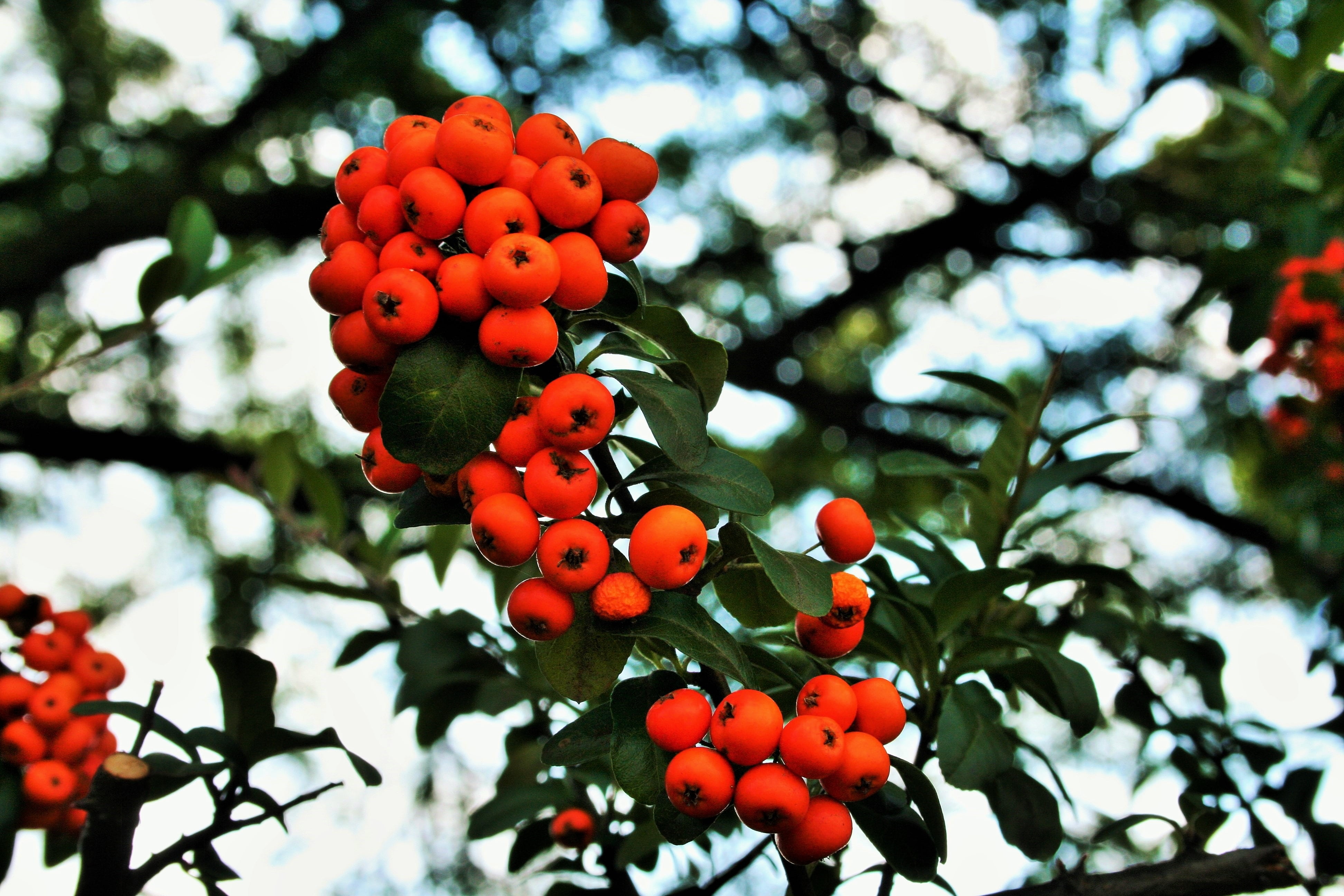 orange berries, nature, branch, outdoors, rounded, growth, focus on foreground, food, fleshy, ripe, berries, bright, close-up, wellbeing, plant, freshness, HD Wallpaper