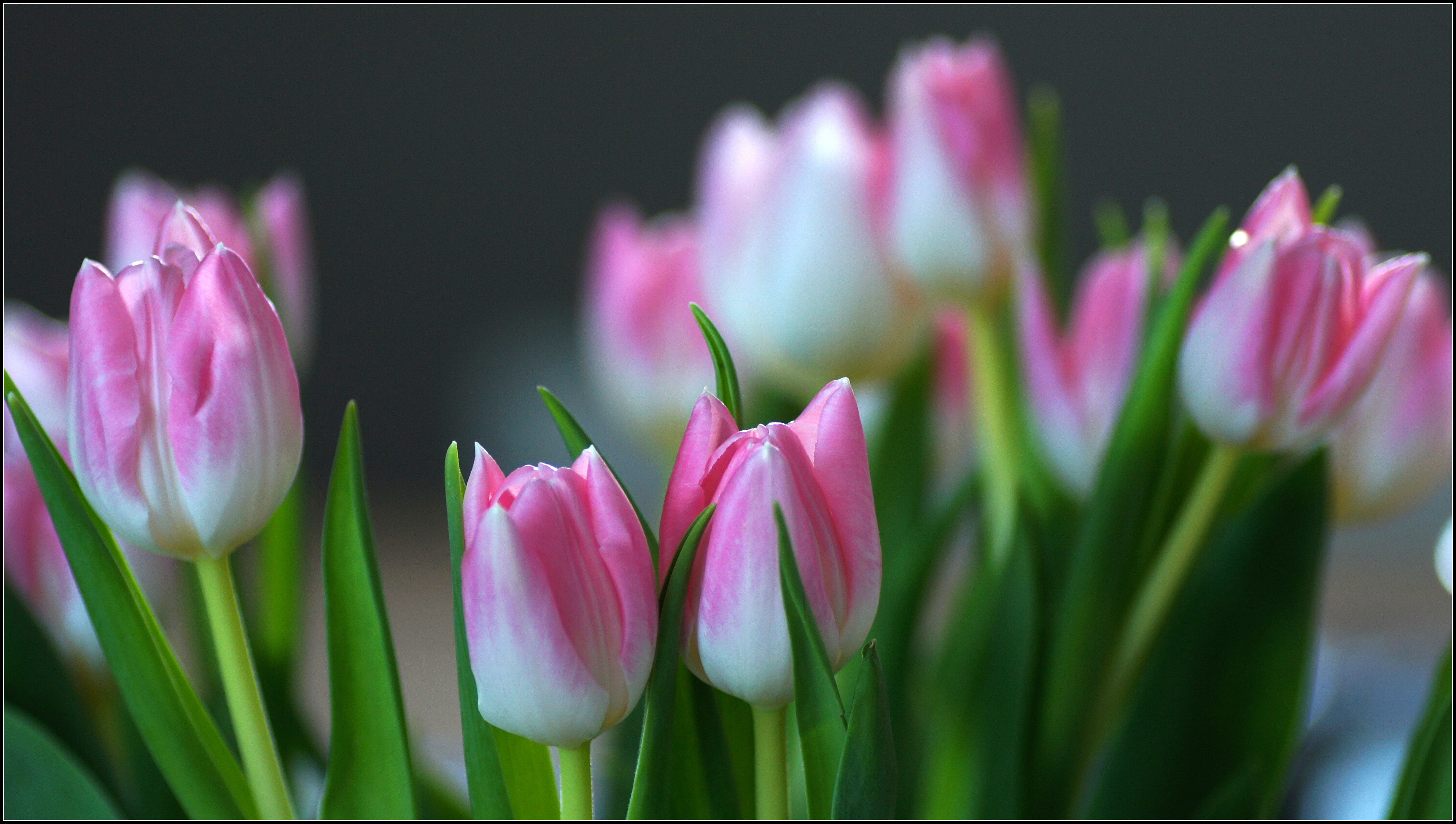 Makro, nature, 4K, season, pink, close up, Blumen, photo, tulip, close, flower, Spring, beauty In Nature, Flowers, pink Color, plant, focus, springtime, HD Wallpaper