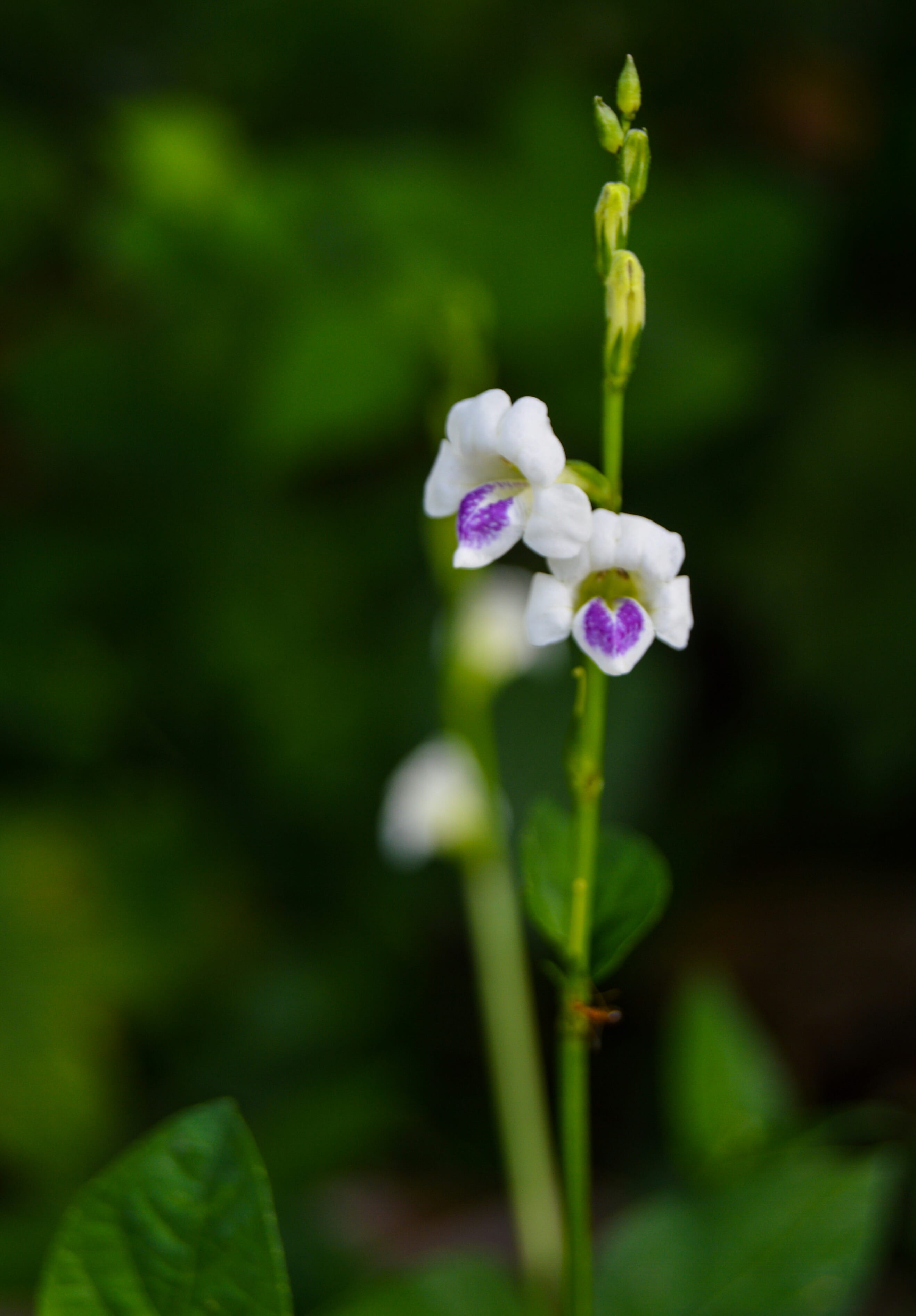 white, growth, green, flower, fragility, selective focus, plant, outdoors, wallpaperpc, focus on foreground, close-up, wallpaperandroid, plant stem, purple, Phone HD Wallpaper
