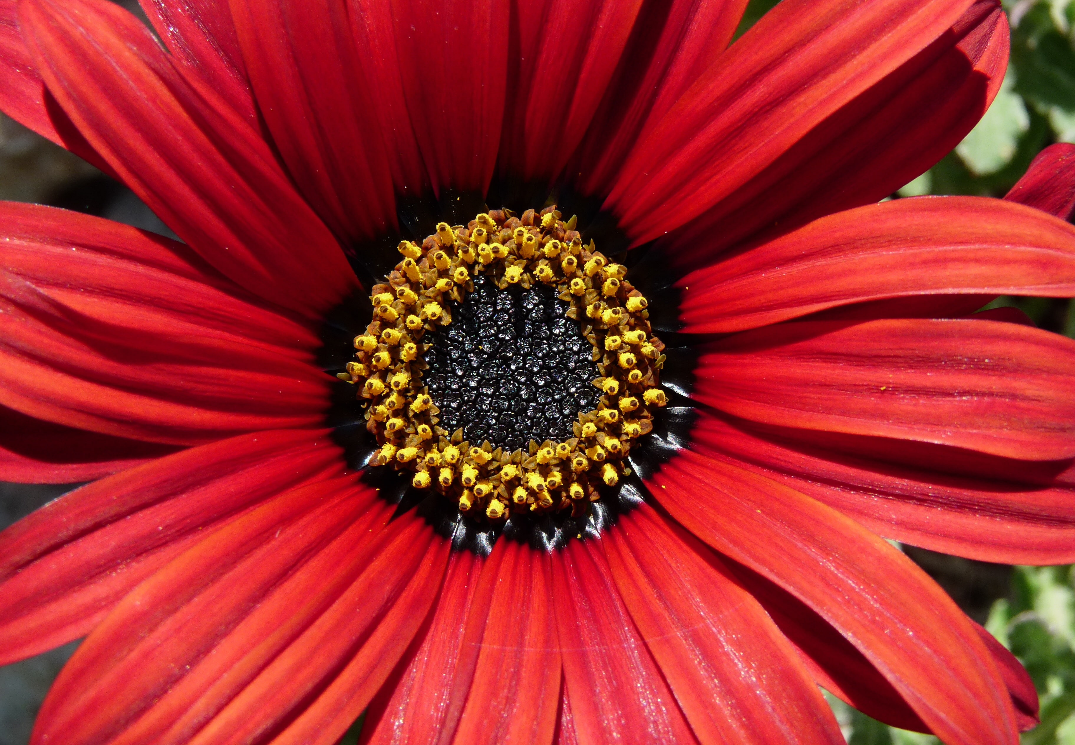 petals, 2K, Macro, Makro, Osteospermum, HD Wallpaper