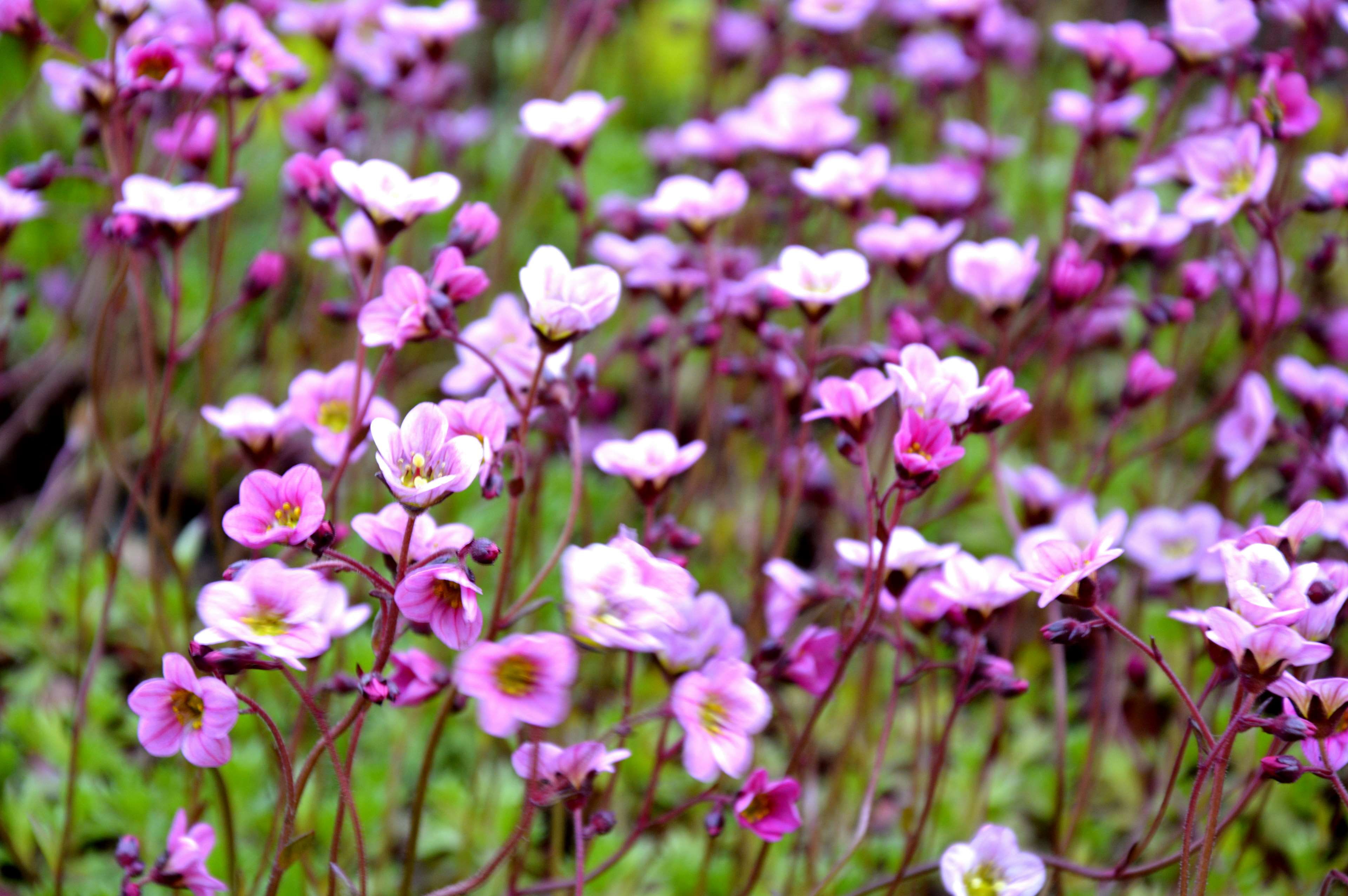 vulnerability, focus on foreground, inflorescence, beauty in nature, day, purple, close-up, softness, flowering plant, petal, summer, springtime, plant, HD Wallpaper