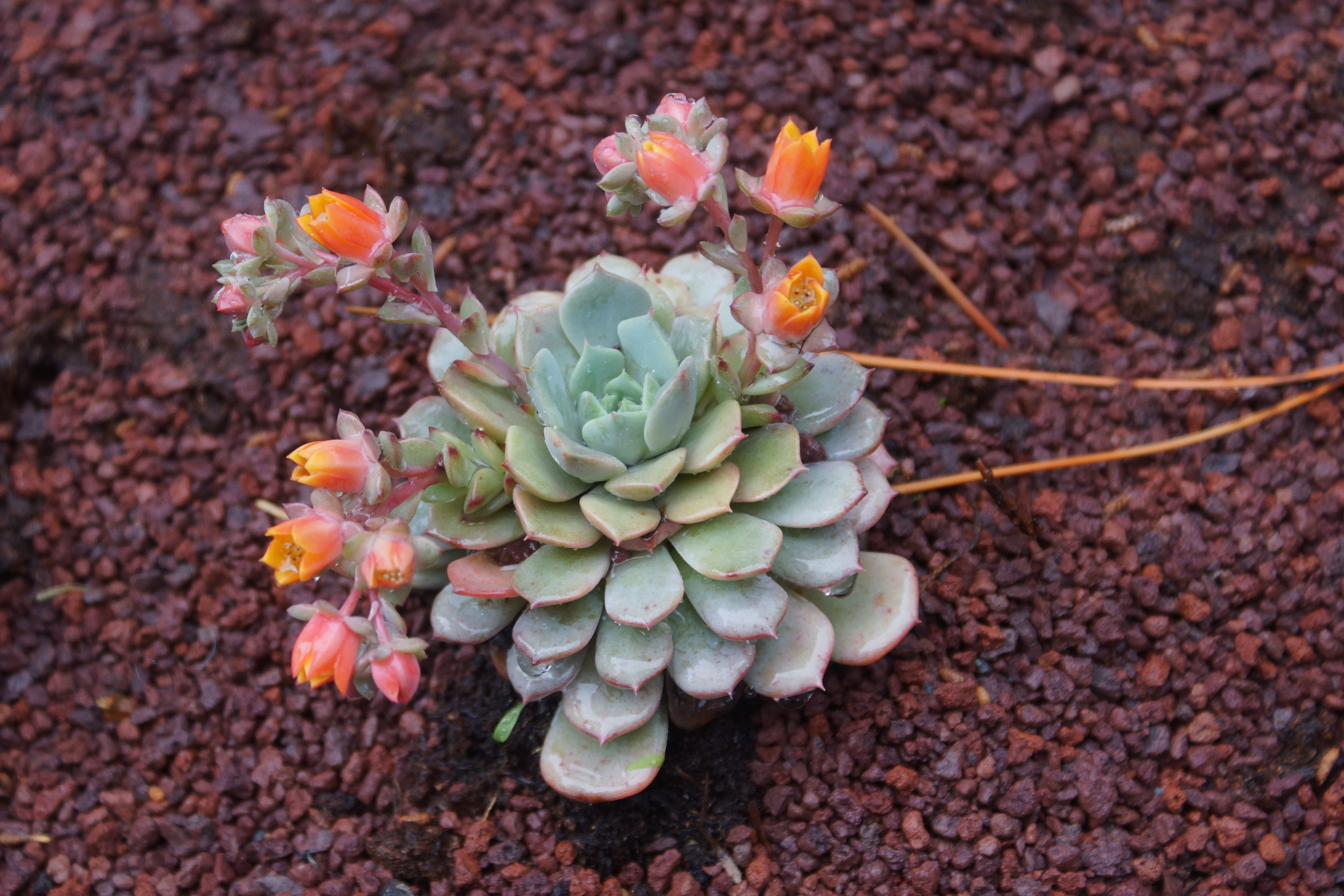 nature, fat plant, land, field, high angle view, genova nervi, genoa, growth, freshness, succulent plant, flowering plant, close-up, plant, cactus, day, HD Wallpaper