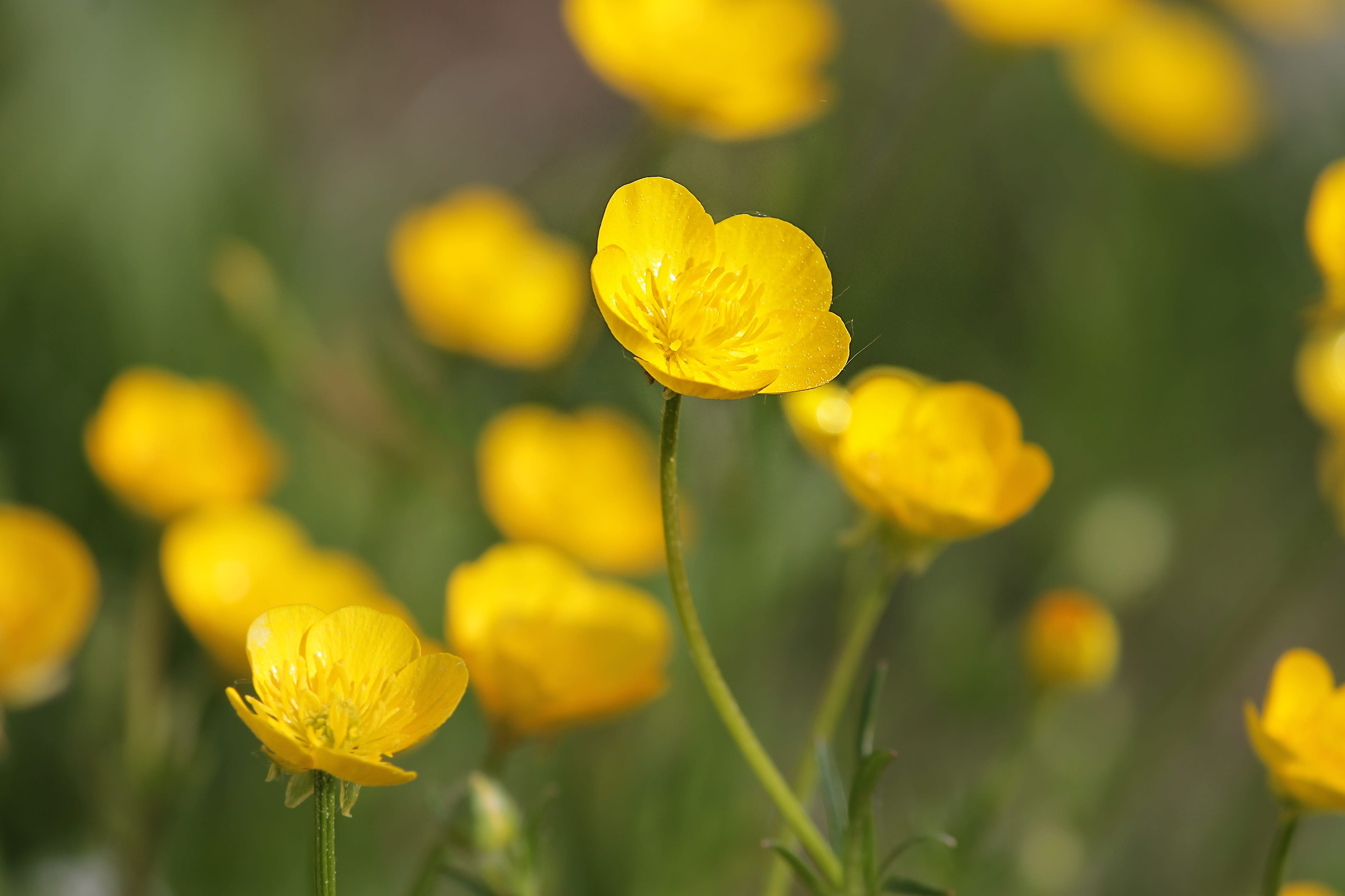 yellow, bloom, garden, beauty in nature, ranunculus, growth, shallow, pointed flower, ranunculin, meadows, no people, selective focus, ranunculaceae, photography, HD Wallpaper