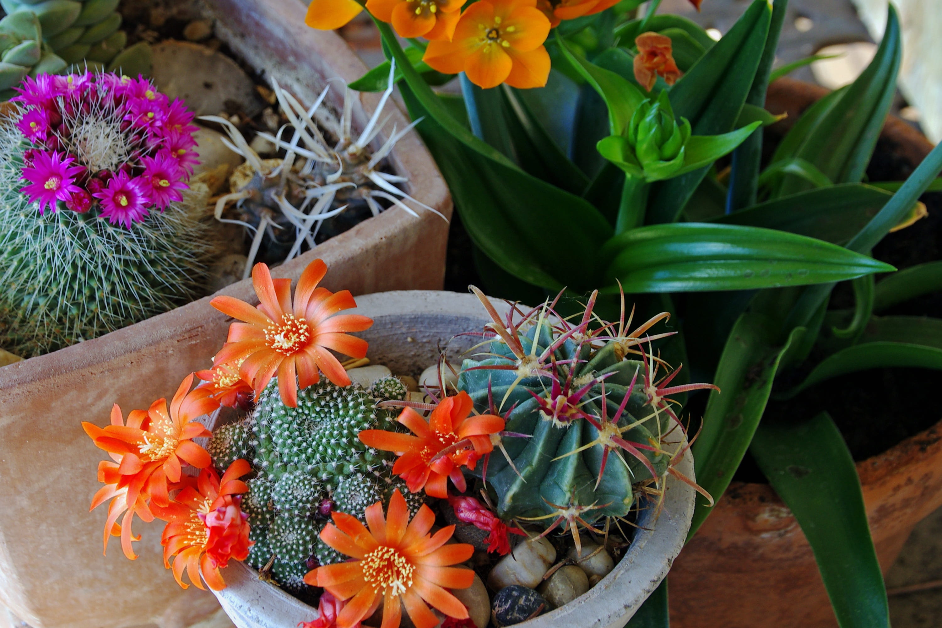 flower, no people, succulent plant, fragility, day, leaf, green color, flowers, crassulacea, outdoors, flower arrangement, nature, plant, succulentes, orange color, HD Wallpaper