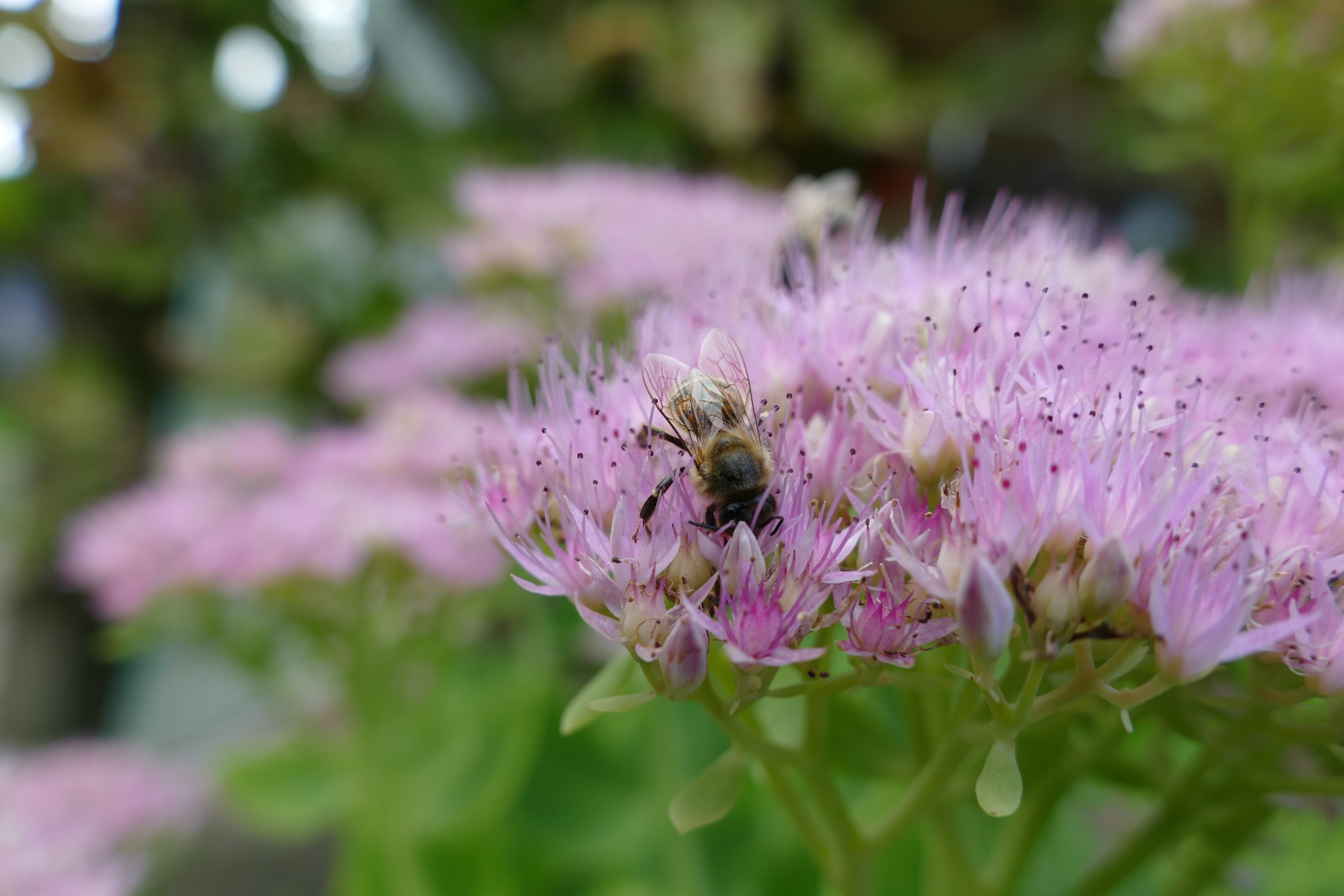 petal, flower, fat hen, animal themes, pollen, beauty in nature, springtime, nectar, 5K, vulnerability, bee plant, flowering plant, fragility, bee, growth, HD Wallpaper