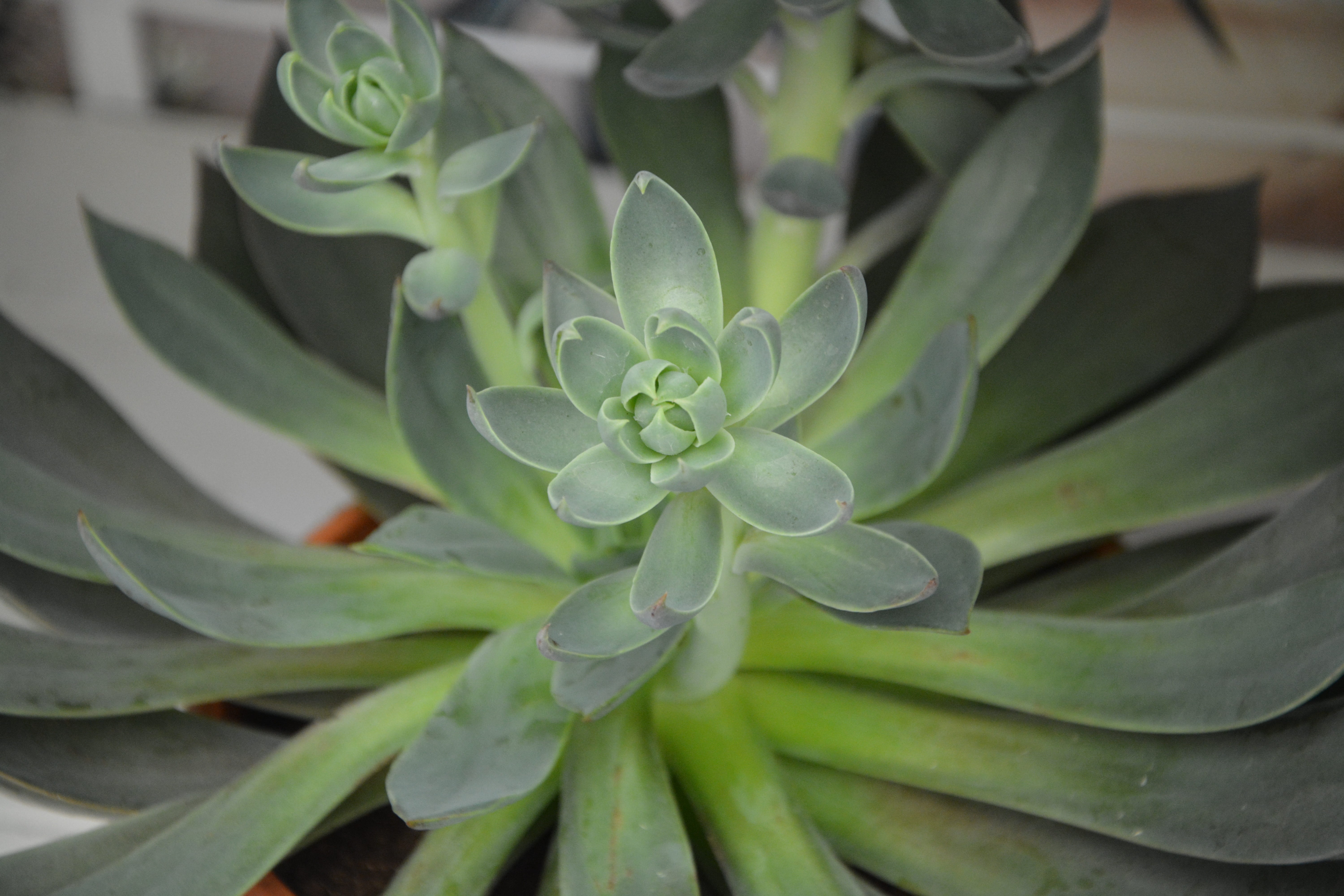 focus on foreground, plant part, garden, nature, food and drink, flower head, succulent, flowering plant, gardening, green, beauty in nature, flower, close-up, HD Wallpaper