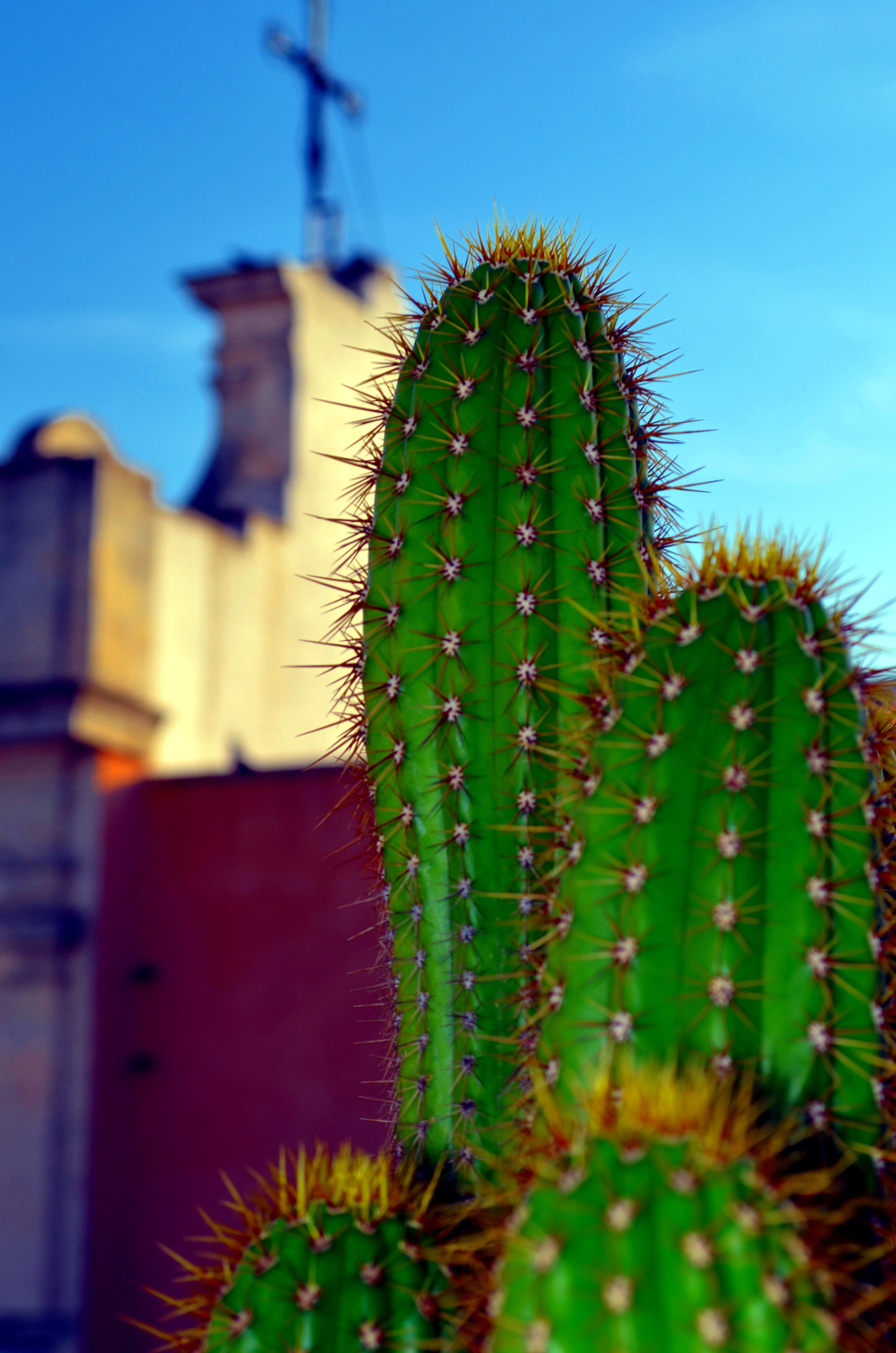 spiked, thorn, focus on foreground, nature, selective focus, sign, beauty in nature, fat plants, plant, sharp, no people, built structure, sky, warning sign, Phone HD Wallpaper