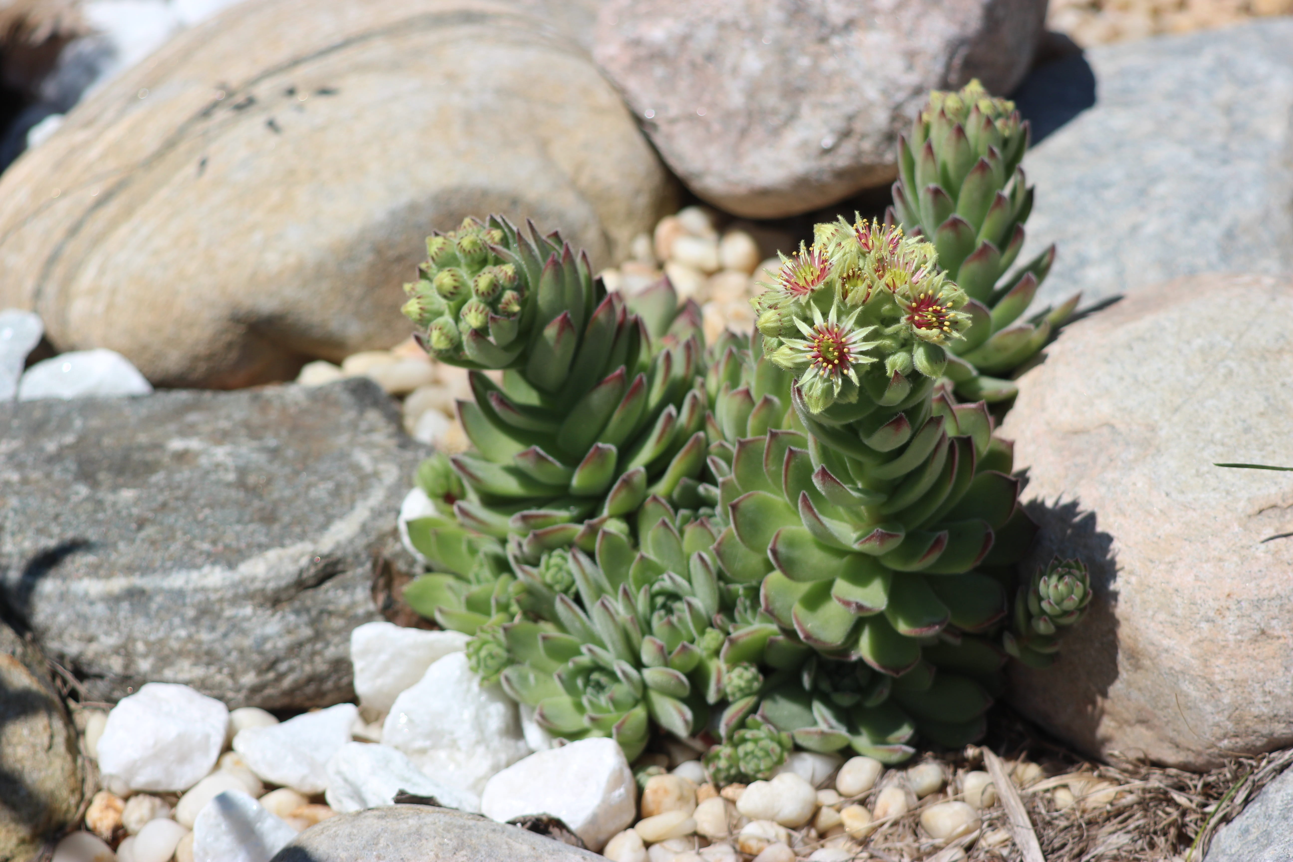 flower, green, succulent plants, green color, stone, close-up, ornamental garden, white, rock, plant, day, stone - object, no people, pebble, beauty in nature, HD Wallpaper