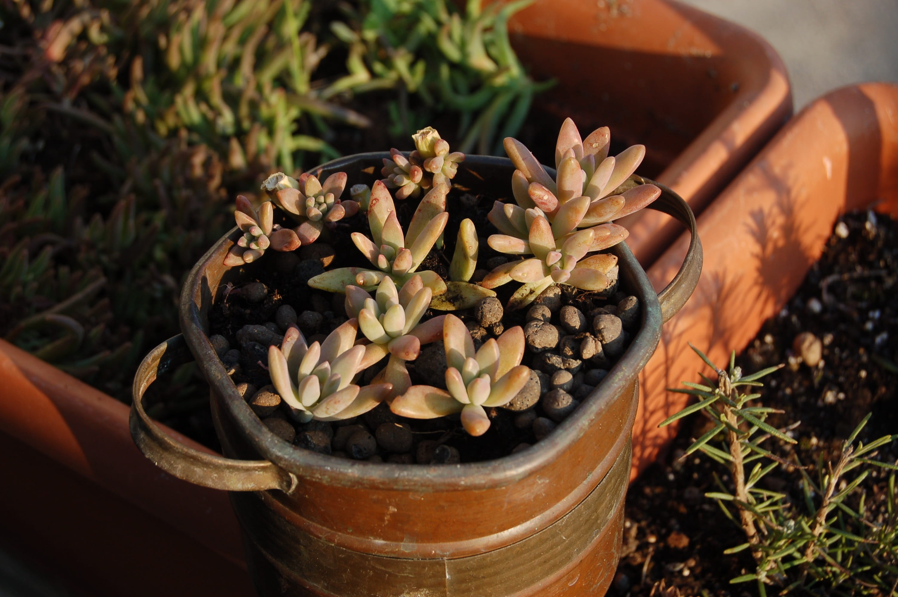 plant, nature, outdoors, growth, day, focus on foreground, container, beauty in nature, succulent, sunlight, 2K, front or back yard, no people, food and drink, HD Wallpaper