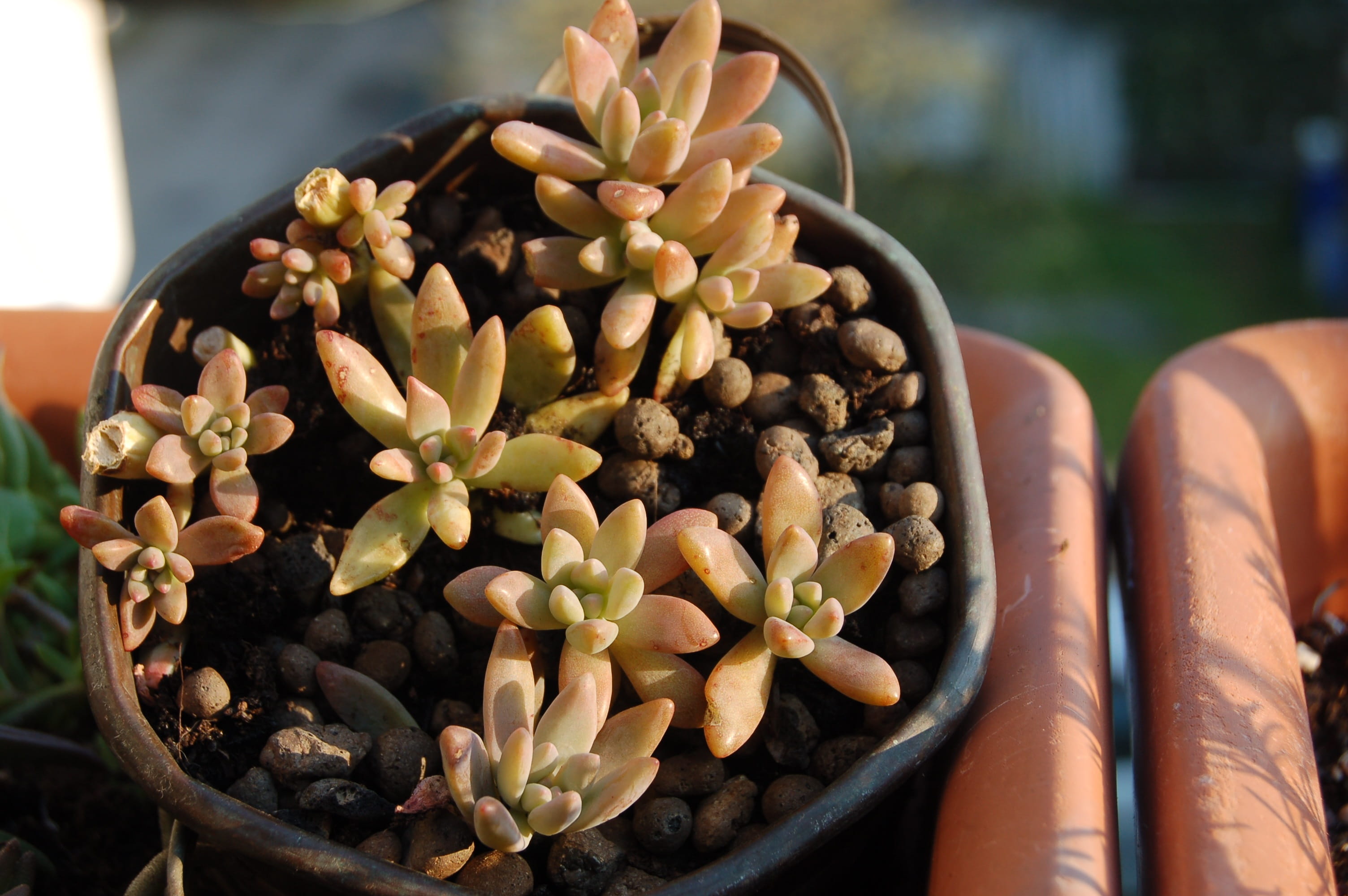 growth, day, fat plants, high angle view, potted plant, food, sunlight, succulent, wellbeing, outdoors, brown, no people, healthy eating, plant, large group of objects, HD Wallpaper