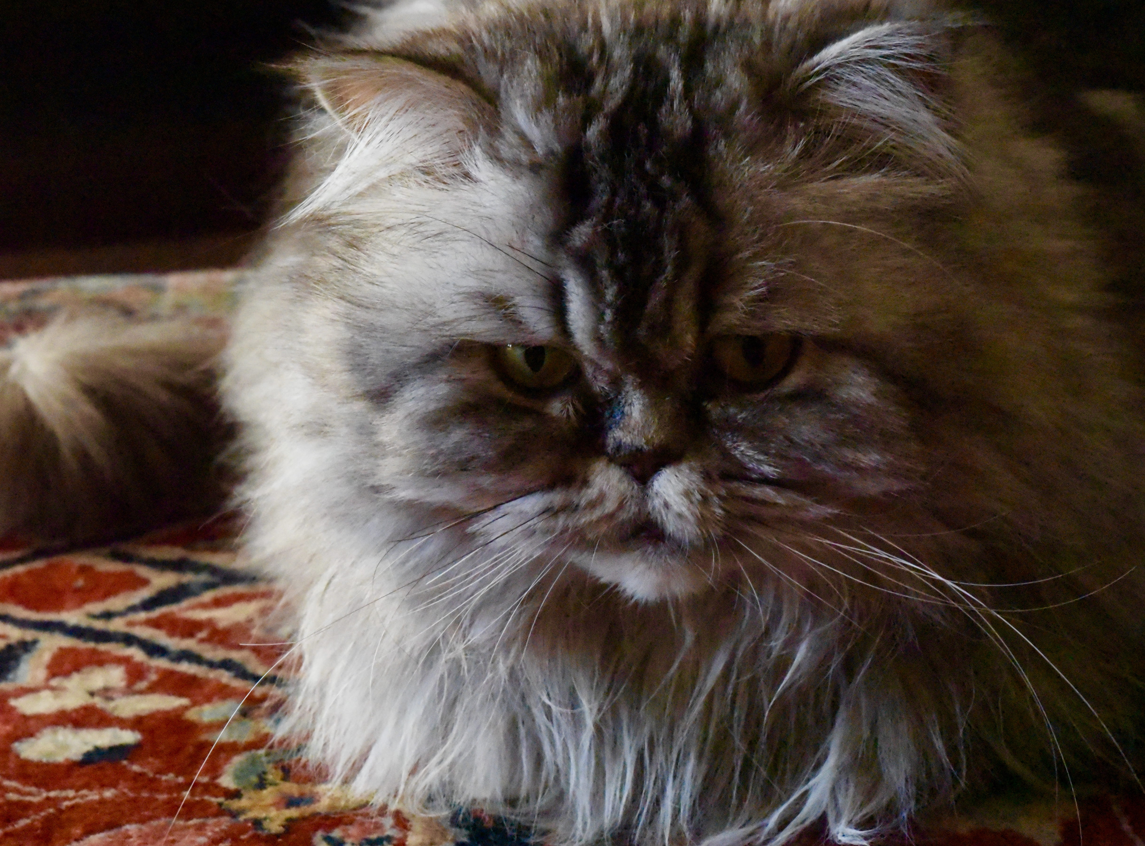 animal hair, domestic cat, hardwood, looking at camera, portrait, fat, domestic, abyssinian, persian cat, close-up, manx, animal eye, animal themes, one animal, HD Wallpaper