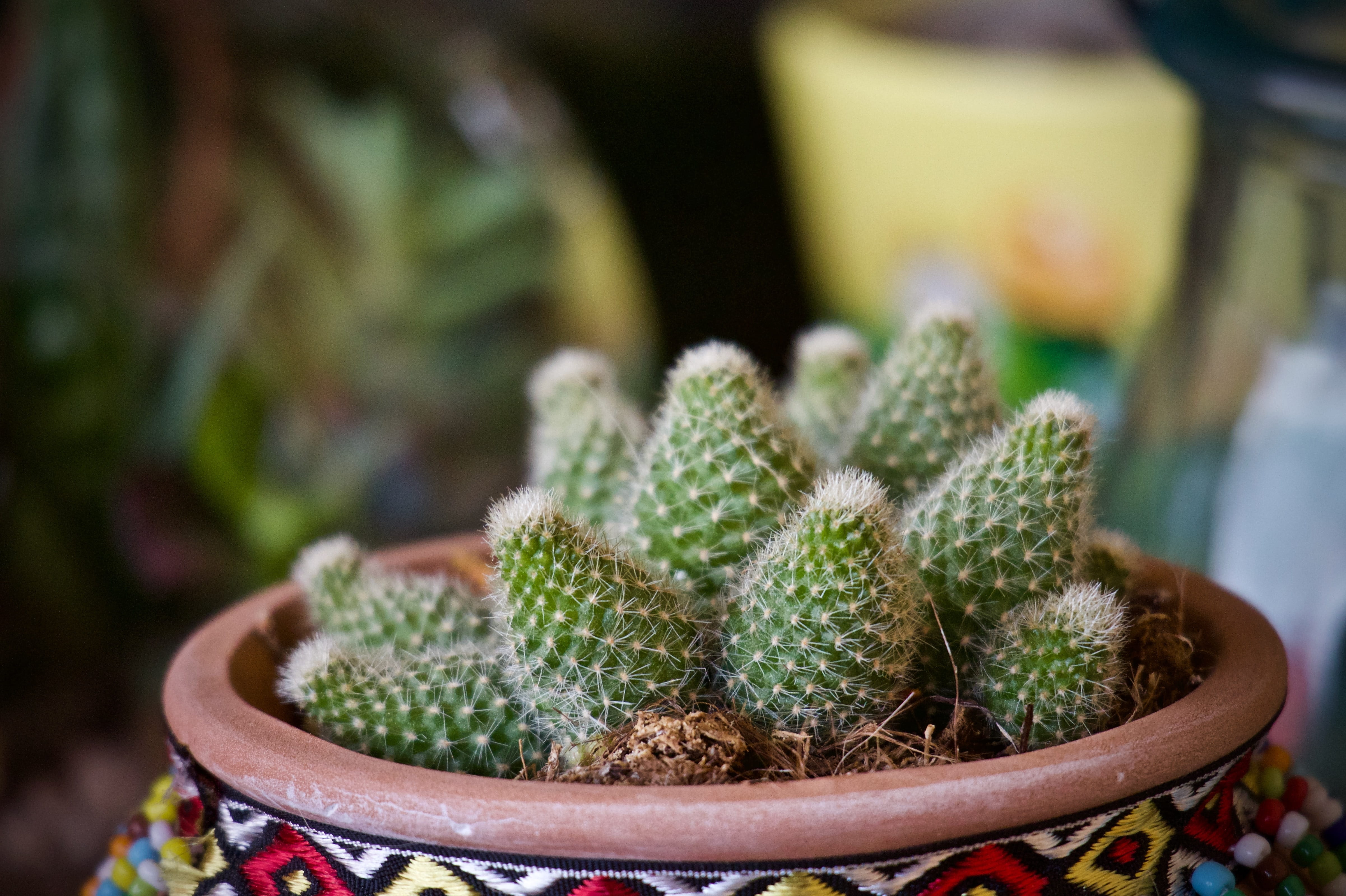 day, thorn, gardening, beauty in nature, green, sharp, prickly, spiked, growth, barrel cactus, outdoors, thorns, nature, selective focus, arredo, no people, HD Wallpaper