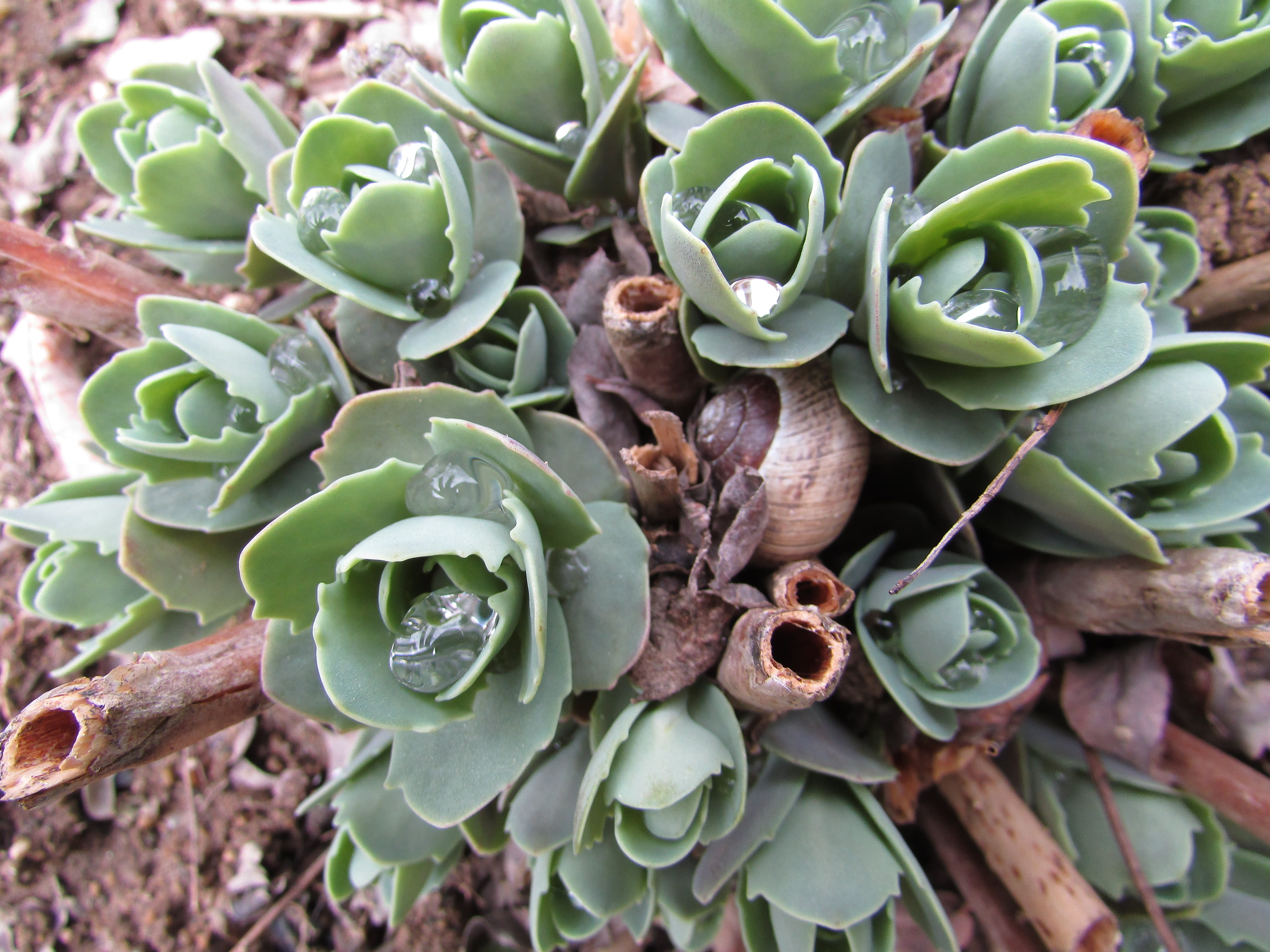 no people, high angle view, botany, close, outdoors, focus on foreground, succulent plant, growth, spring, spiky, 4K, snail, leaf, natural pattern, green color, HD Wallpaper