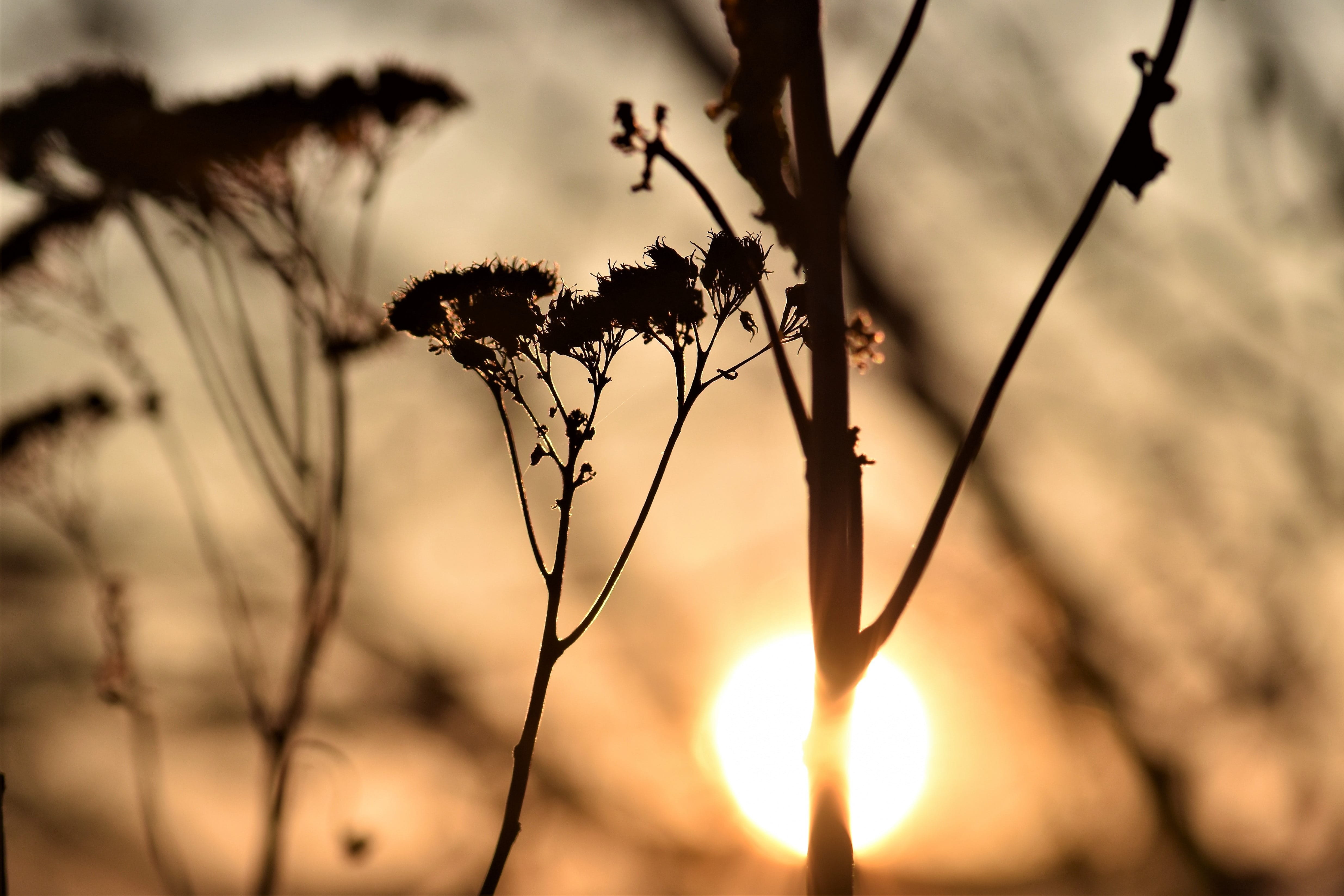 sunlight, abendstimmung, sun, fat hen, dried, backlighting, focus on foreground, lighting, close-up, no people, plant, cloud - sky, atmospheric, sunset, HD Wallpaper