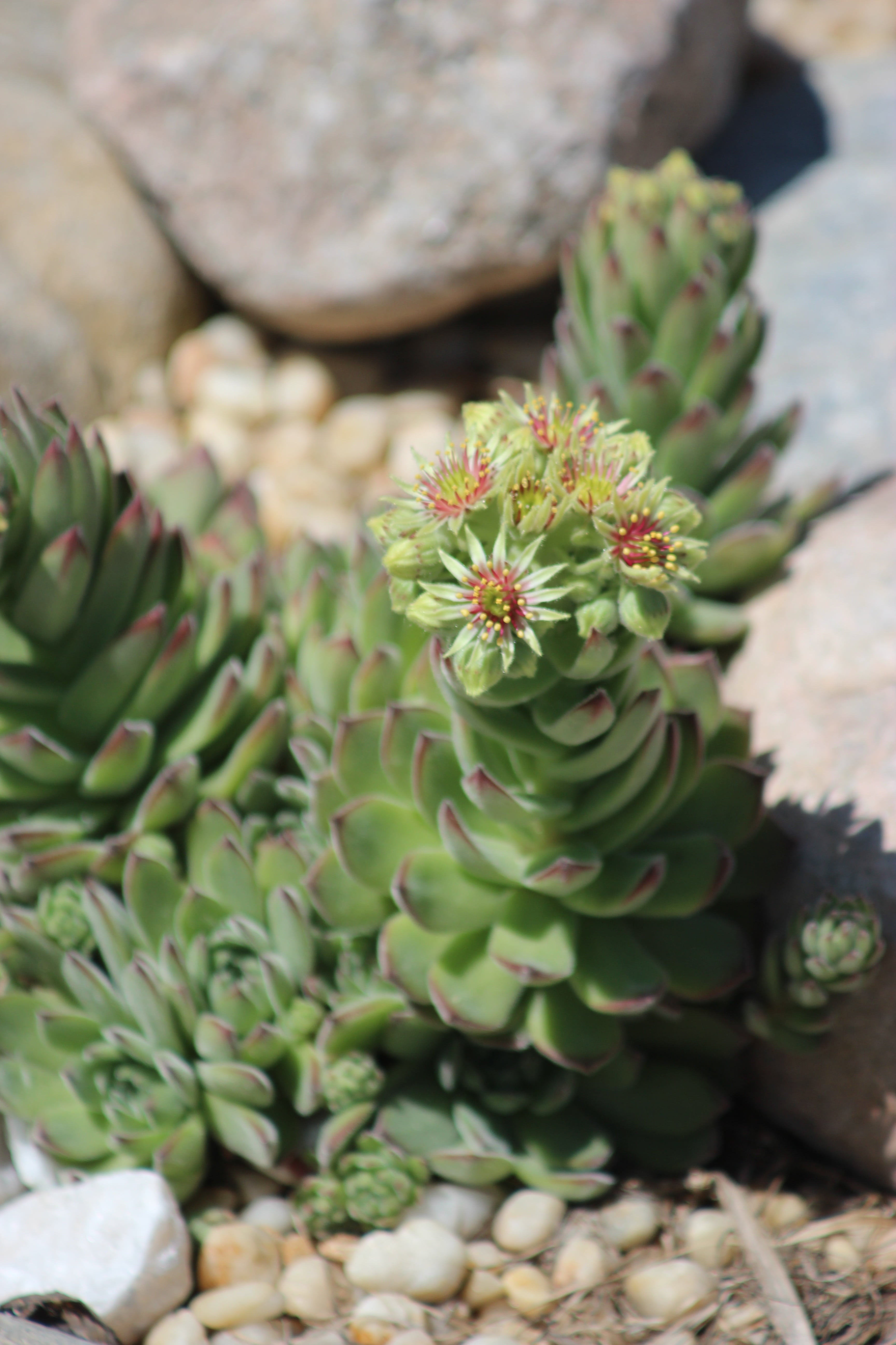 freshness, 5K, high angle view, solid, succulent plants, plant, beauty in nature, succulent, nature, selective focus, green color, no people, rock, potted plant, Phone HD Wallpaper