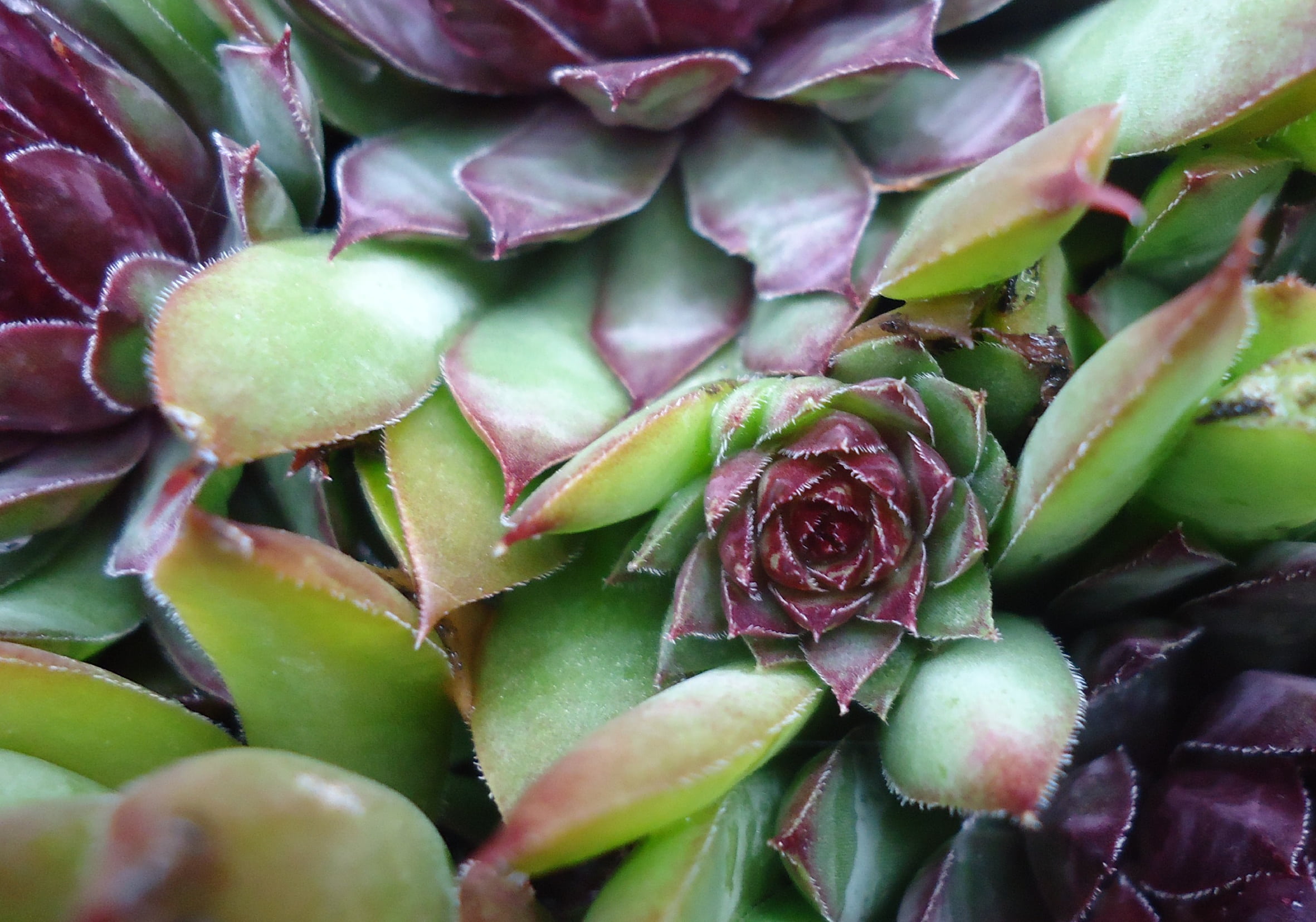 bush, natural pattern, plant, green, fat hen, succulent plant, healthy eating, food, plant part, backgrounds, full frame, leaf, green color, violet, freshness, HD Wallpaper
