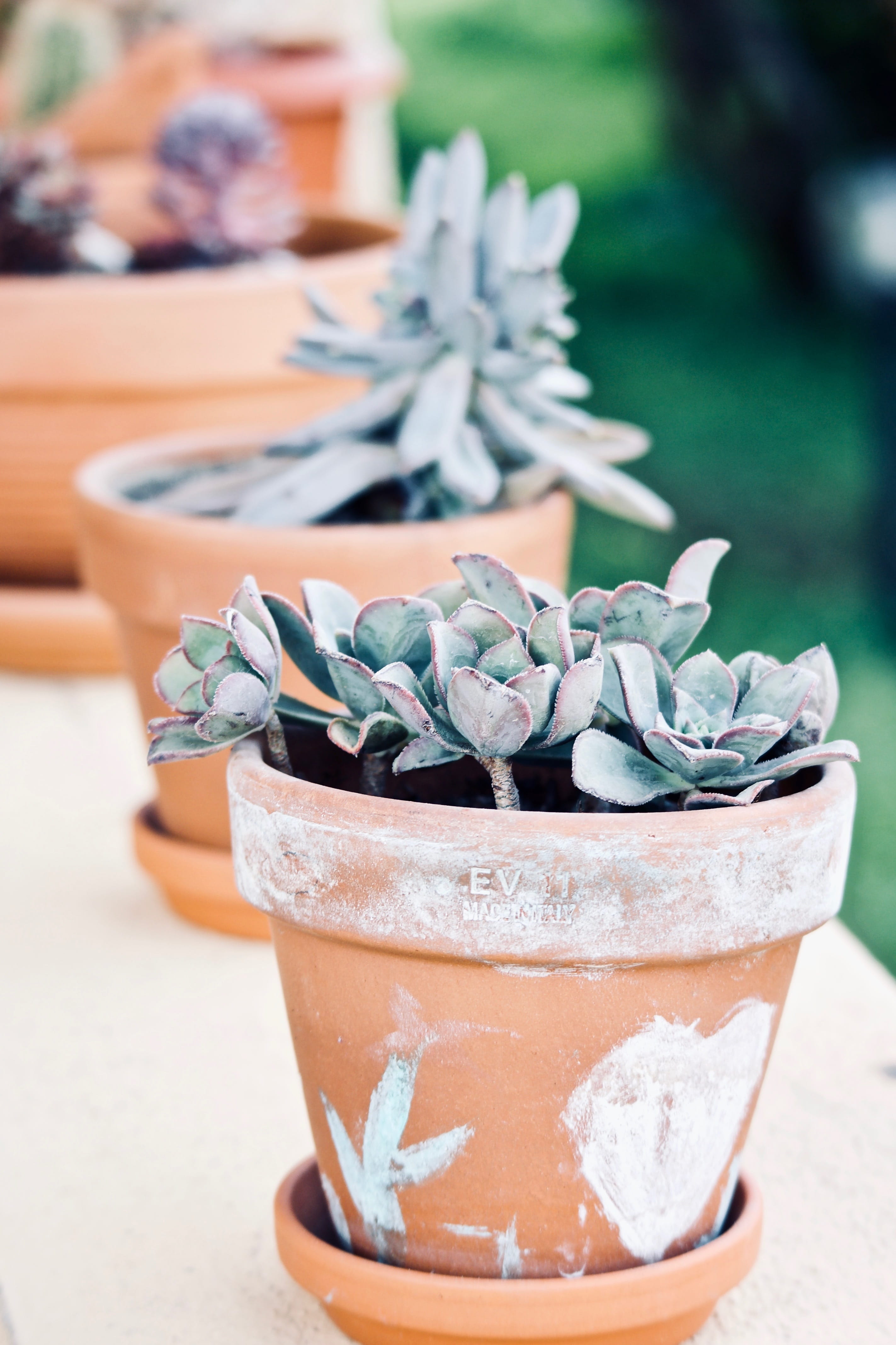 green color, crock, pot, focus on foreground, leaves, succulent plant, no people, outdoors, still life, terrace, succulentes, nature, small, beauty in nature, Phone HD Wallpaper