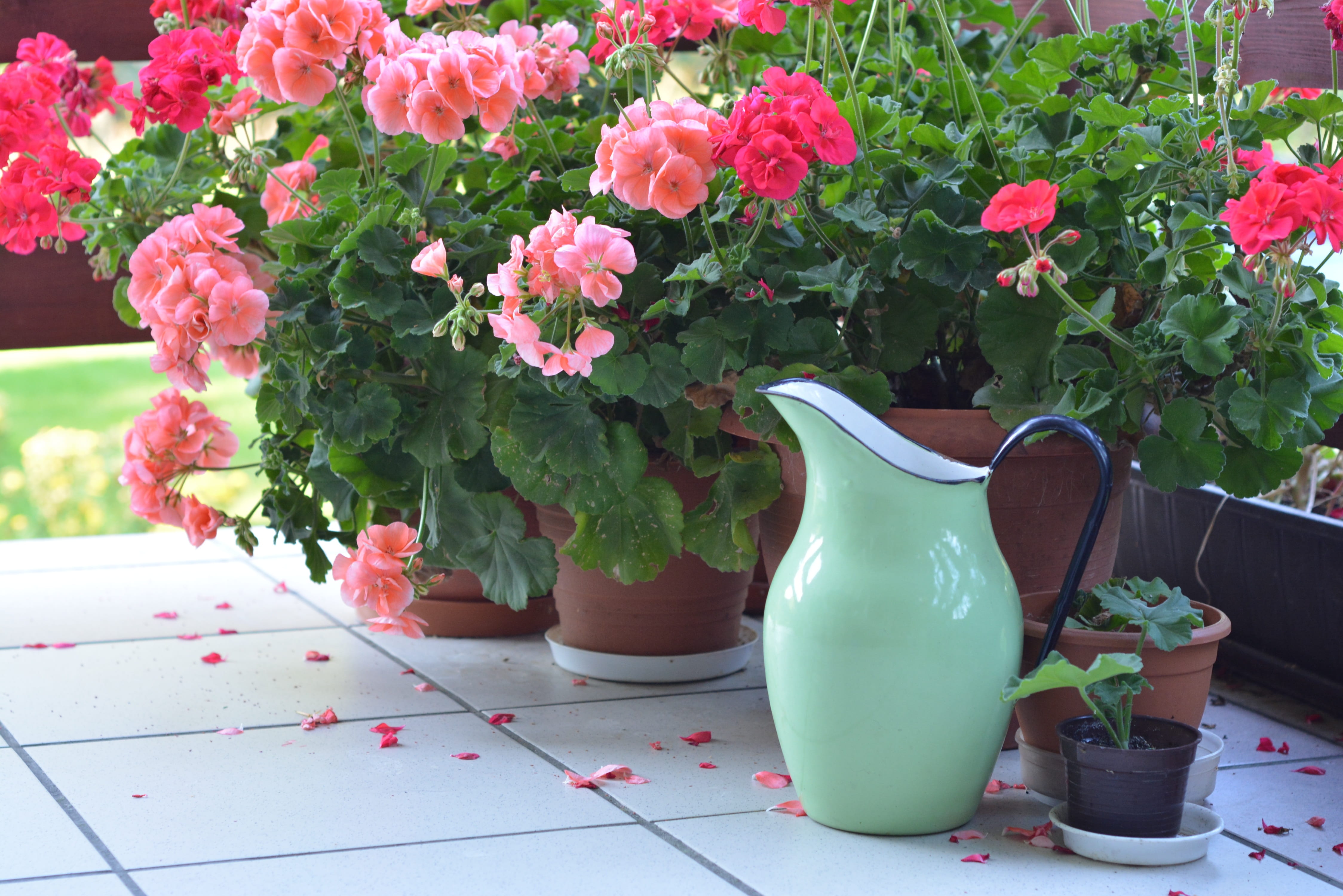 outdoors, autumn, flower, vase, fragility, vulnerability, plant part, inflorescence, no people, flower pot, leaf, pink color, flower arrangement, plant, HD Wallpaper
