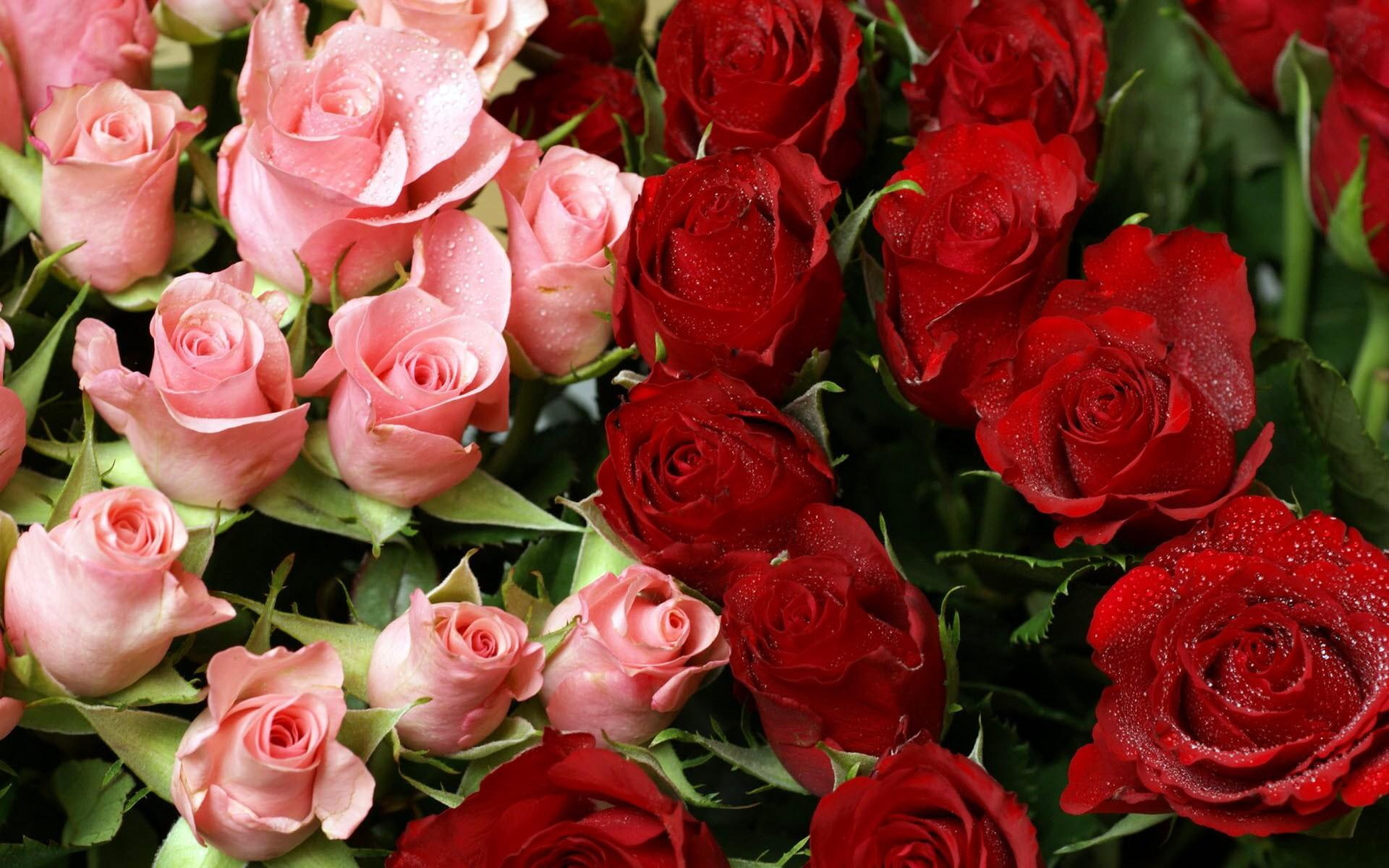 gorgeous, two, one, roses, 3d and abstract, dozen, 1080P, pink, beautiful, red, HD Wallpaper