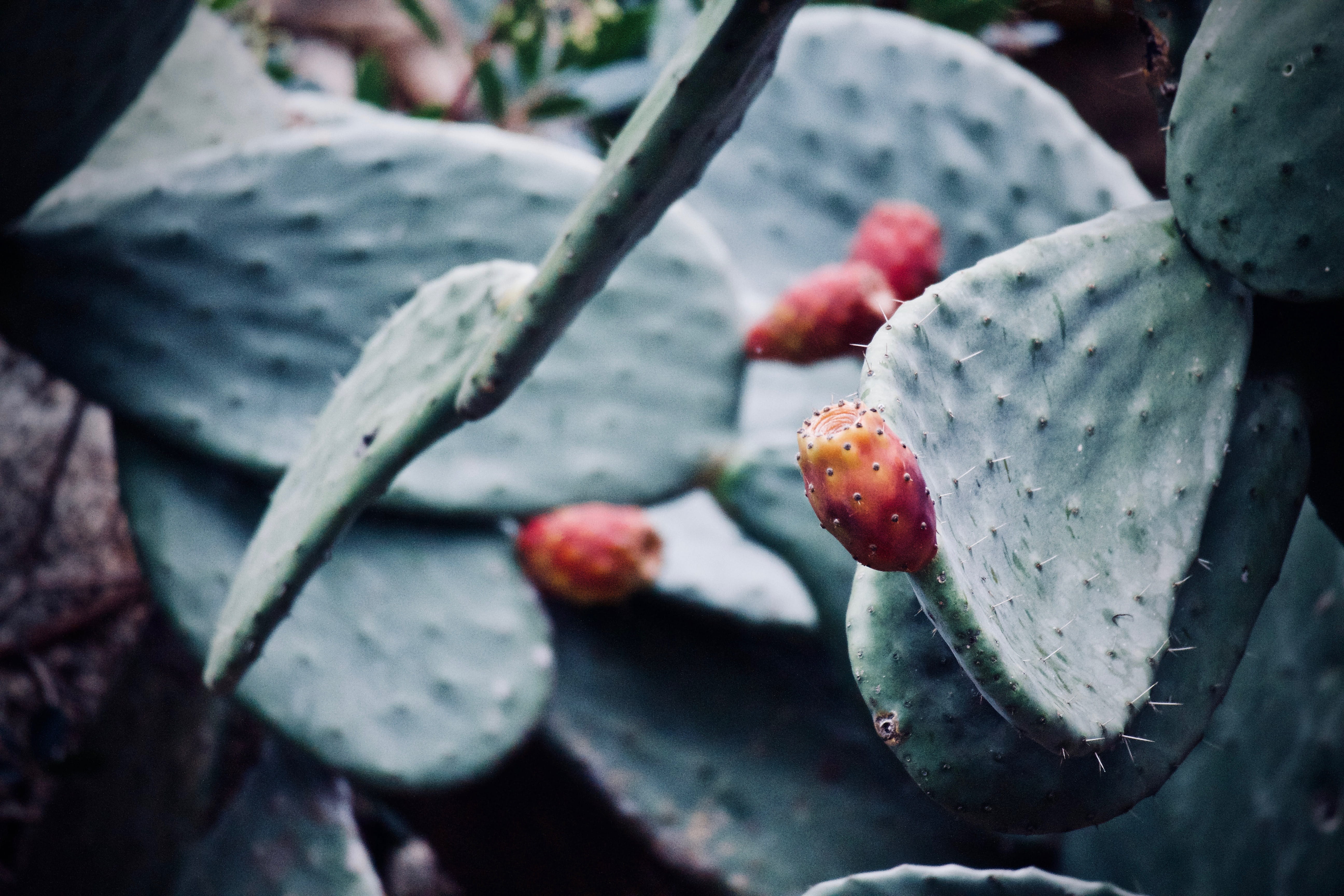 healthy eating, vegetation, outdoors, plant part, close-up, prickly pear, selective focus, succulent, 5K, nature, wellbeing, no people, berry fruit, freshness, HD Wallpaper