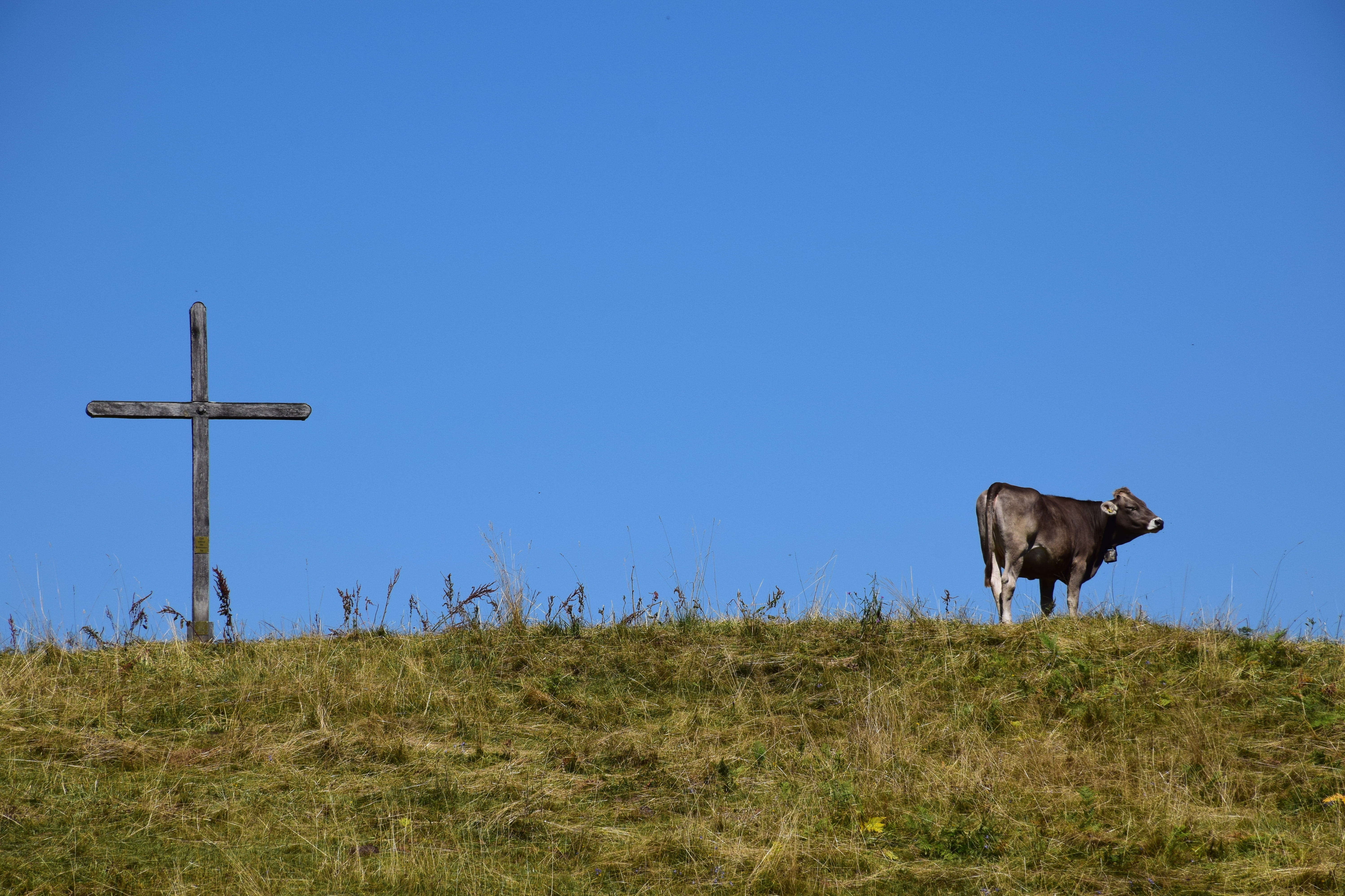mountains, mammal, land, no people, animal themes, animal, domestic, cow, grass, mountaineering, copy space, summit cross, sky, field, hike, mountain world, HD Wallpaper