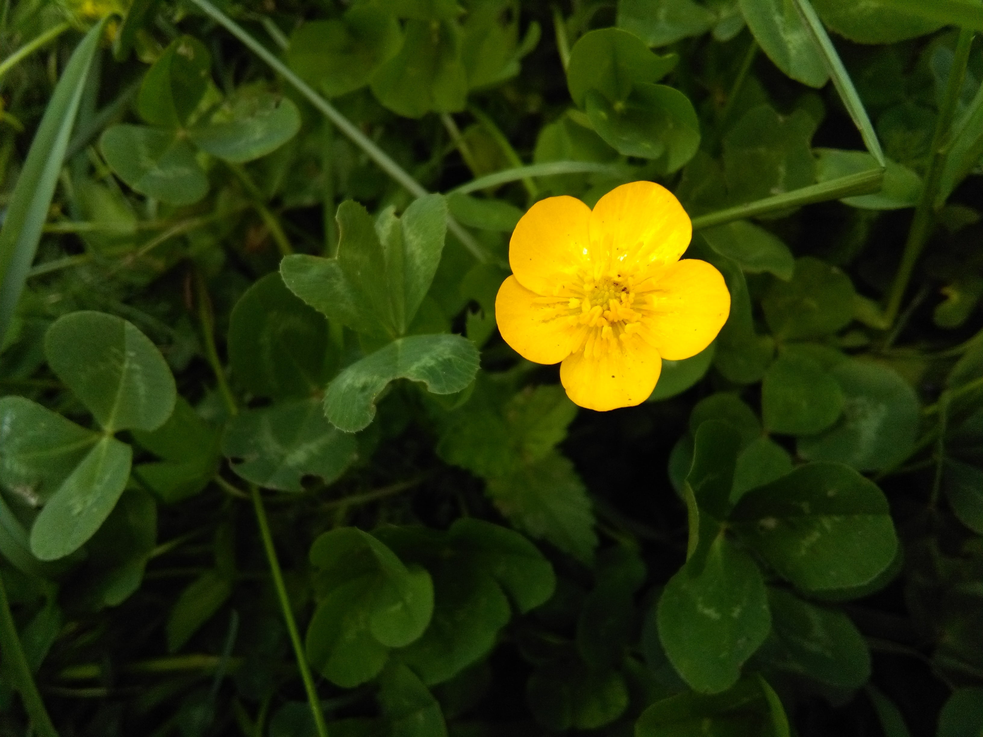 outdoors, flower, pollen, nature, leaf, high angle view, inflorescence, cute, beauty in nature, flowering plant, no people, plant, green color, flower head, HD Wallpaper