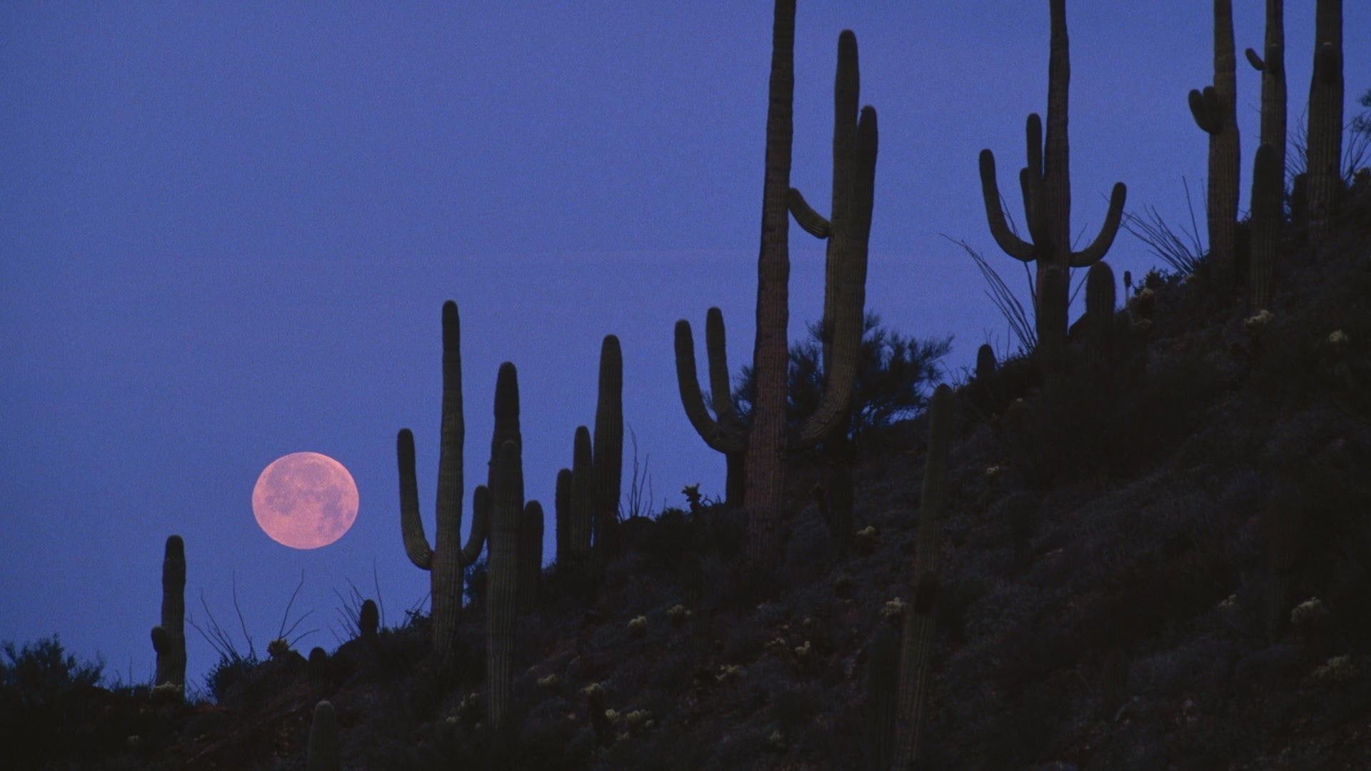 moon, hd, architecture, national, cactus, full, art, monument, monuments, world, 1080P, x, Arizona, HD Wallpaper